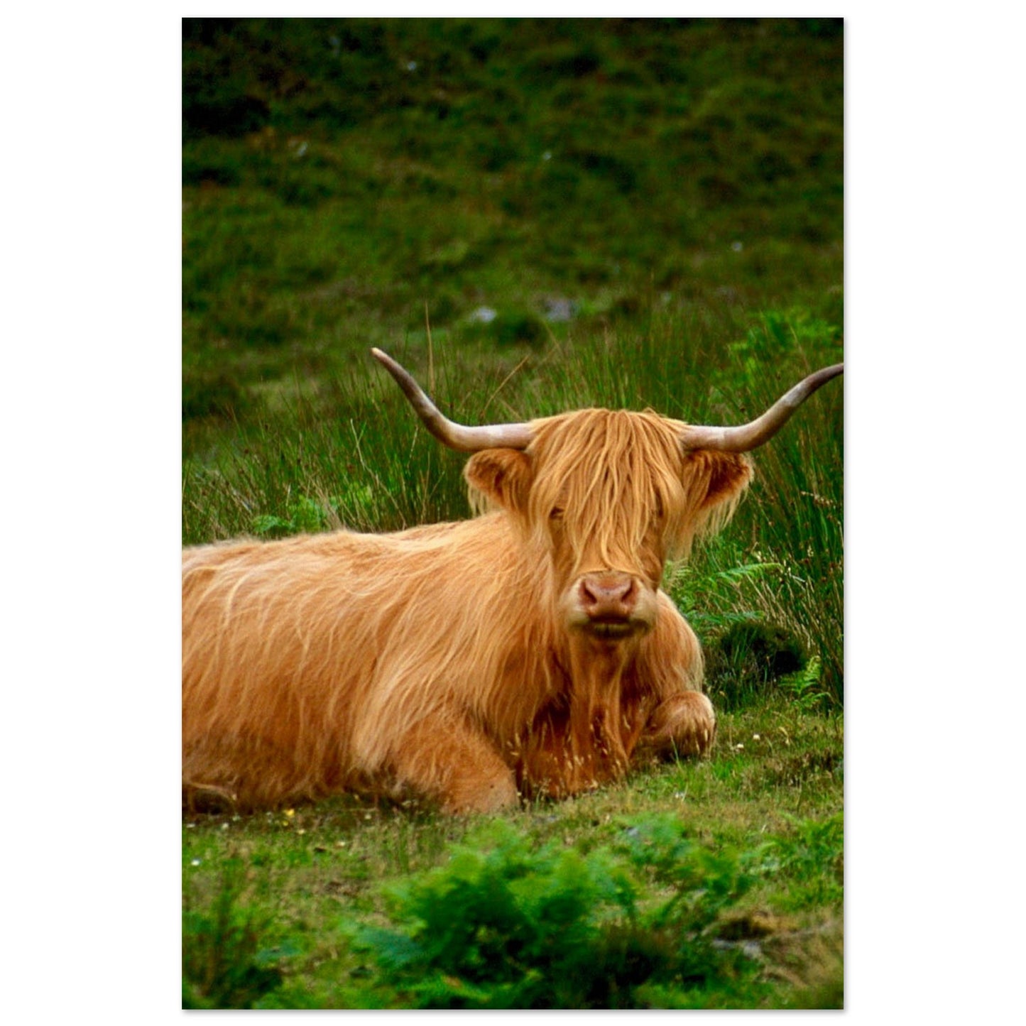 Scotch Highland