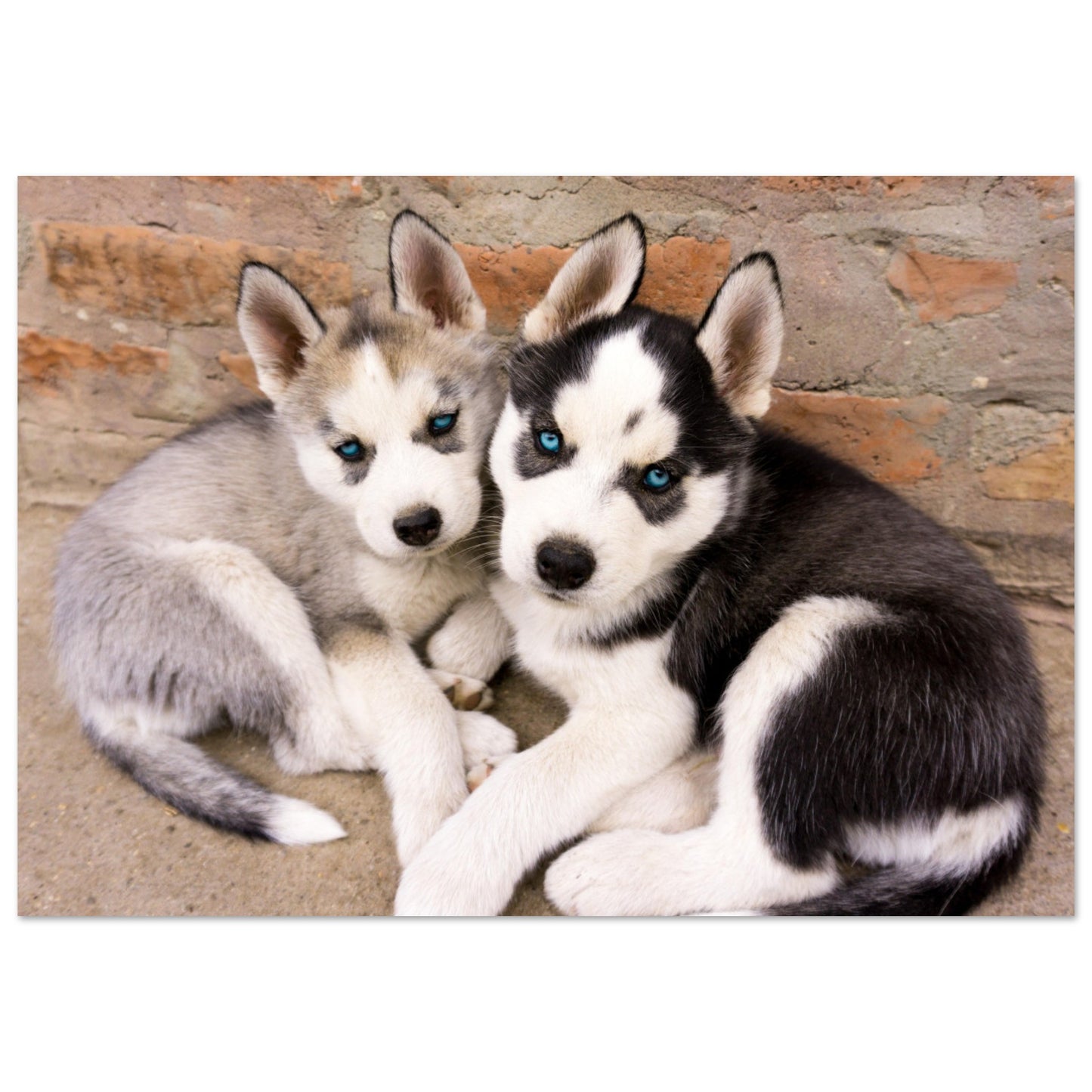 Mga Husky Puppies