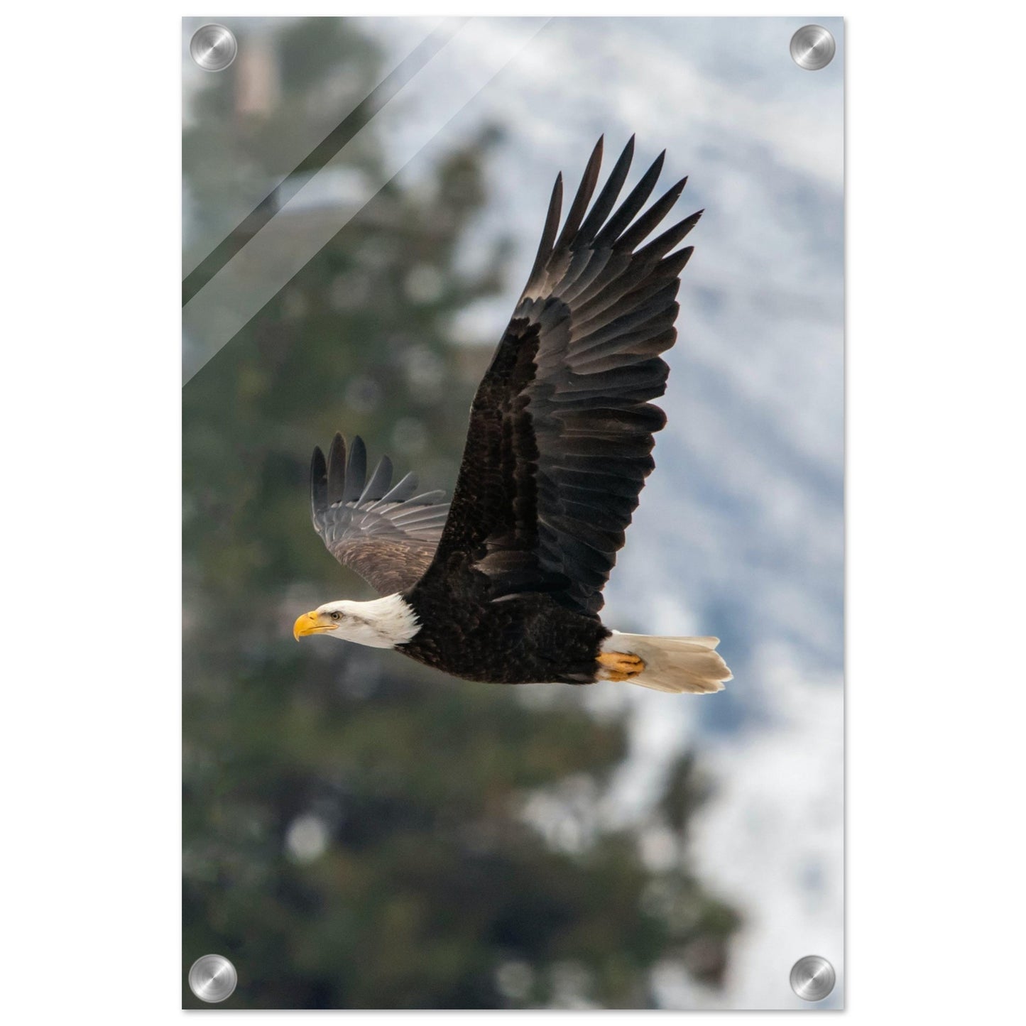 Woodland Flight