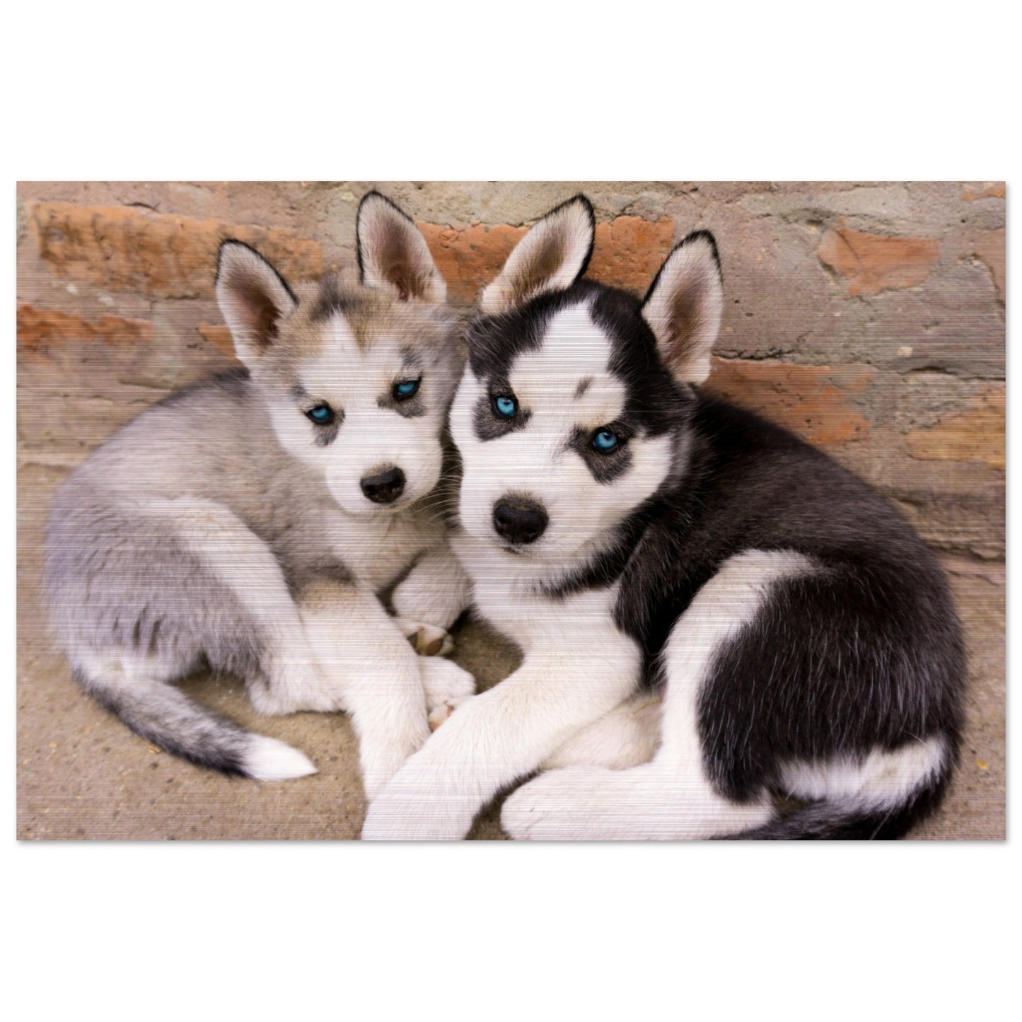 Mga Husky Puppies