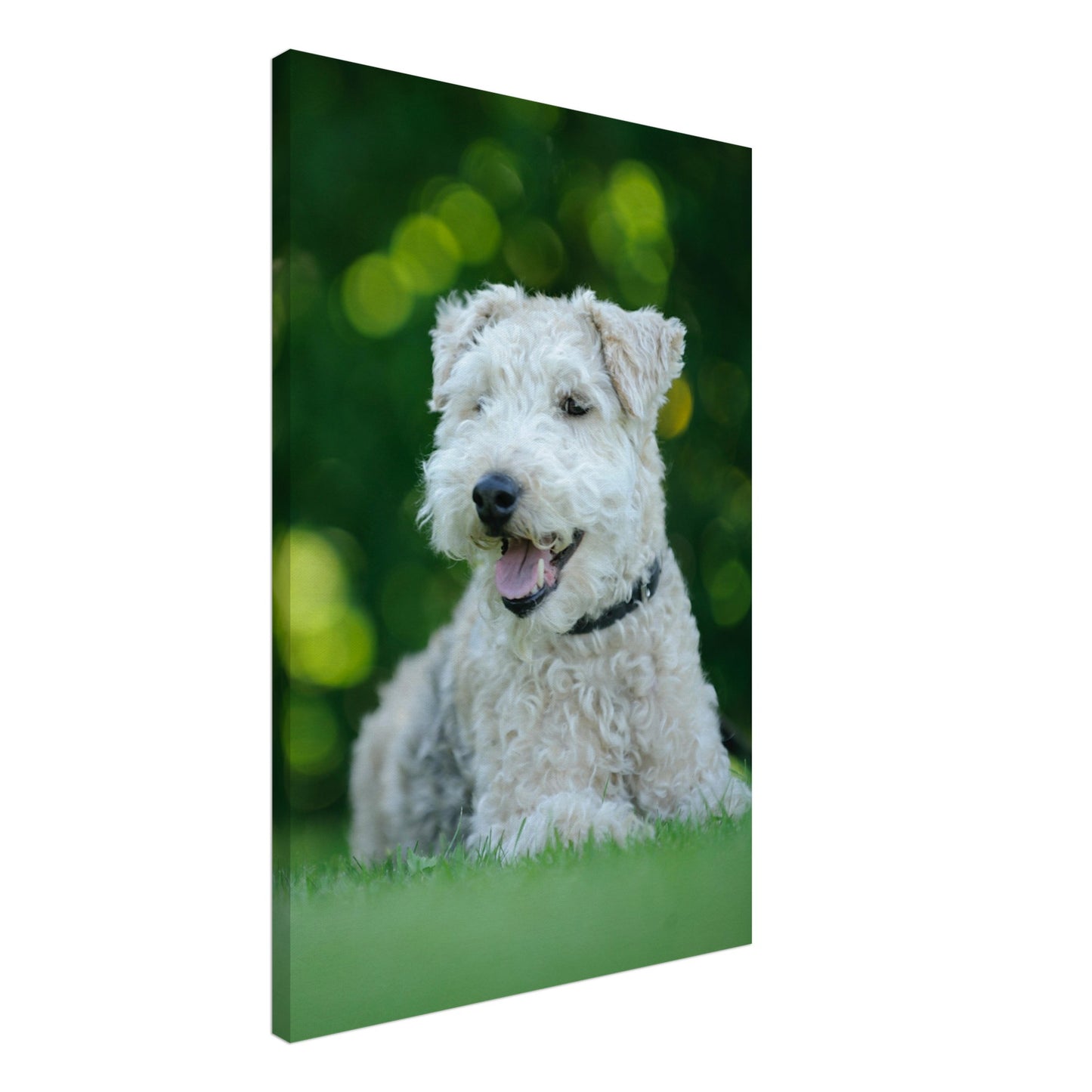 White Terrier