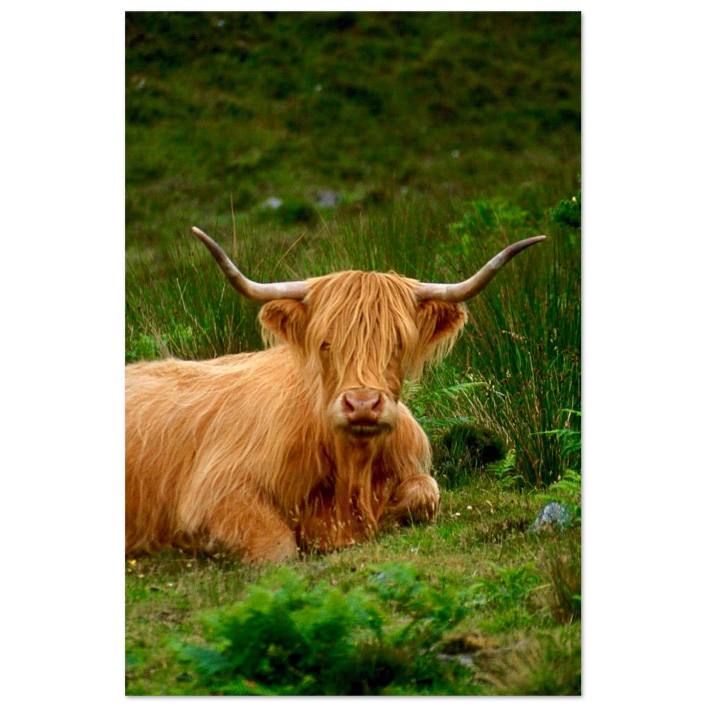 Scotch Highland