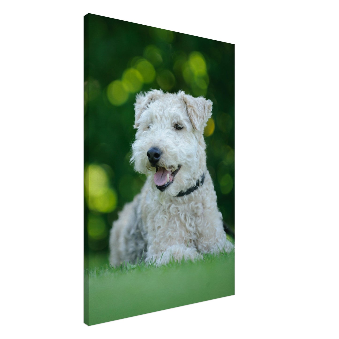 White Terrier