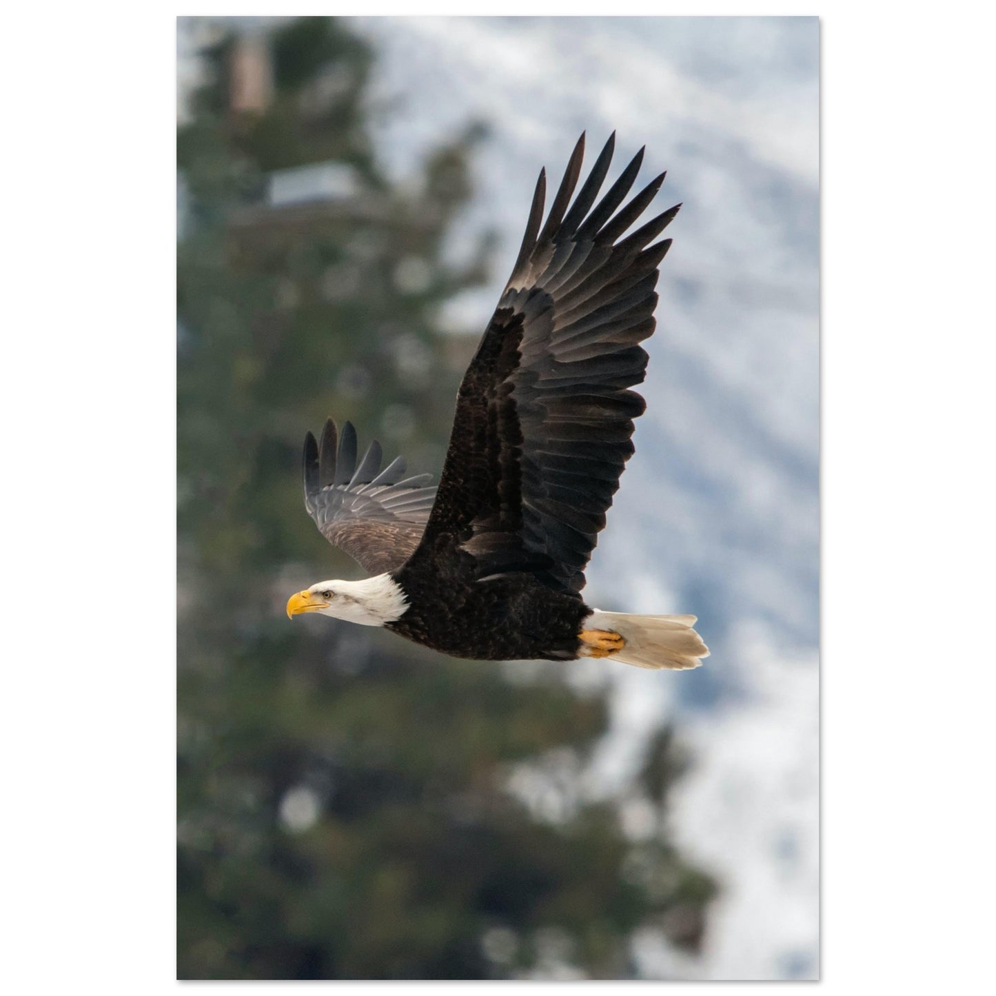 Woodland Flight