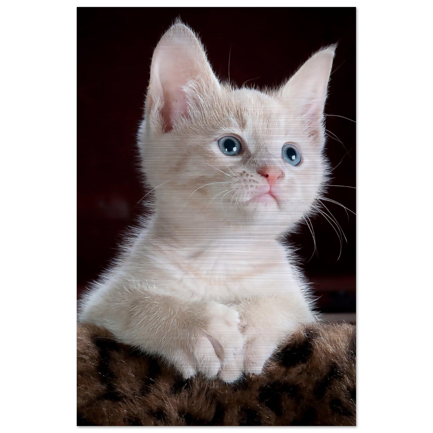 White Kitten