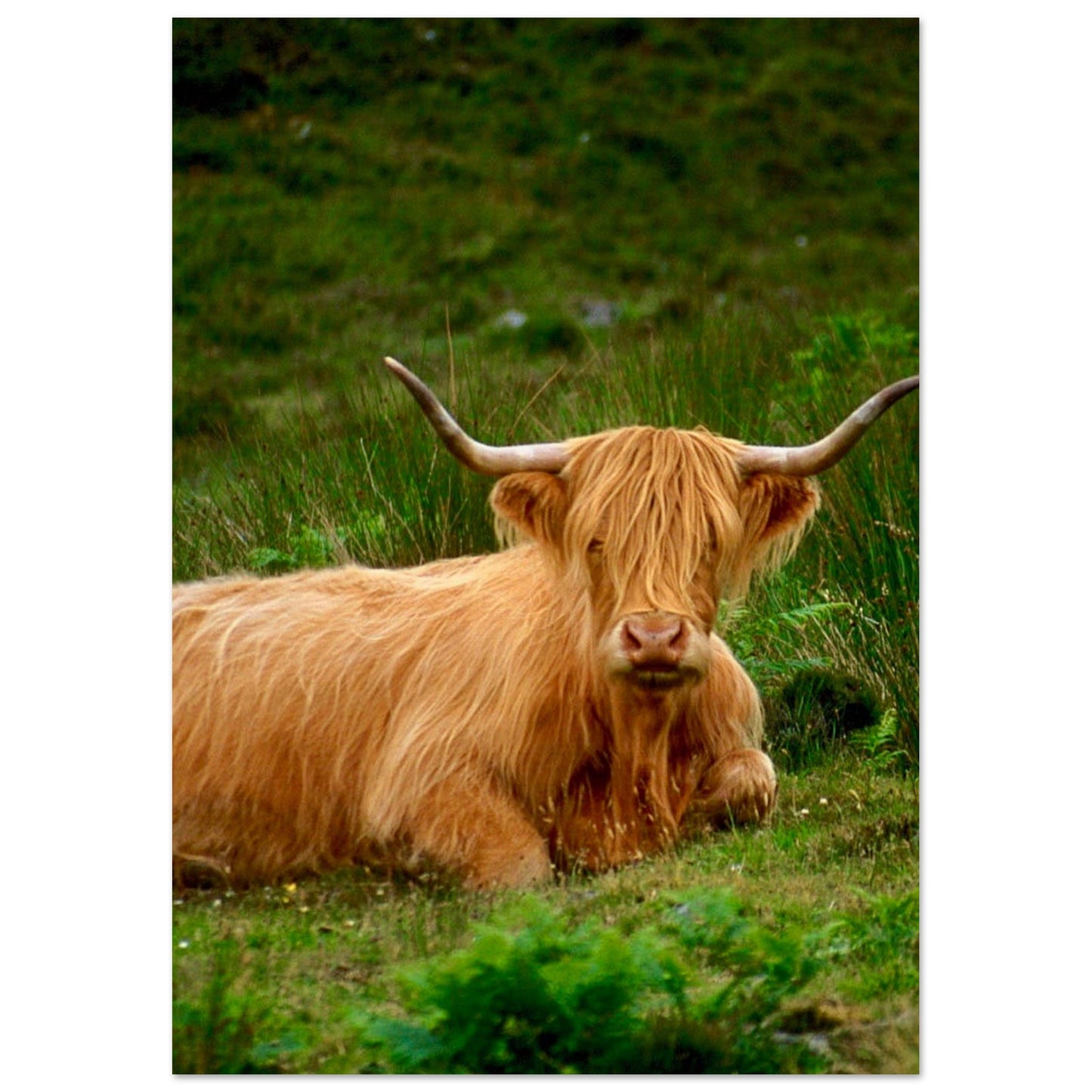 Scotch Highland