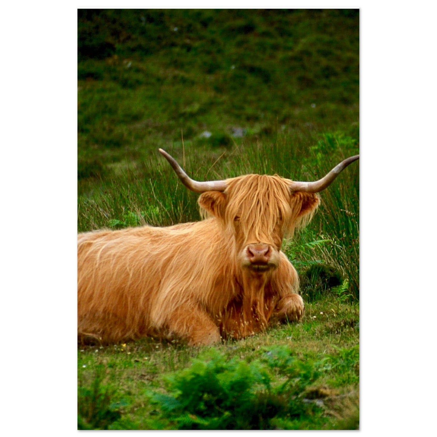 Scotch Highland