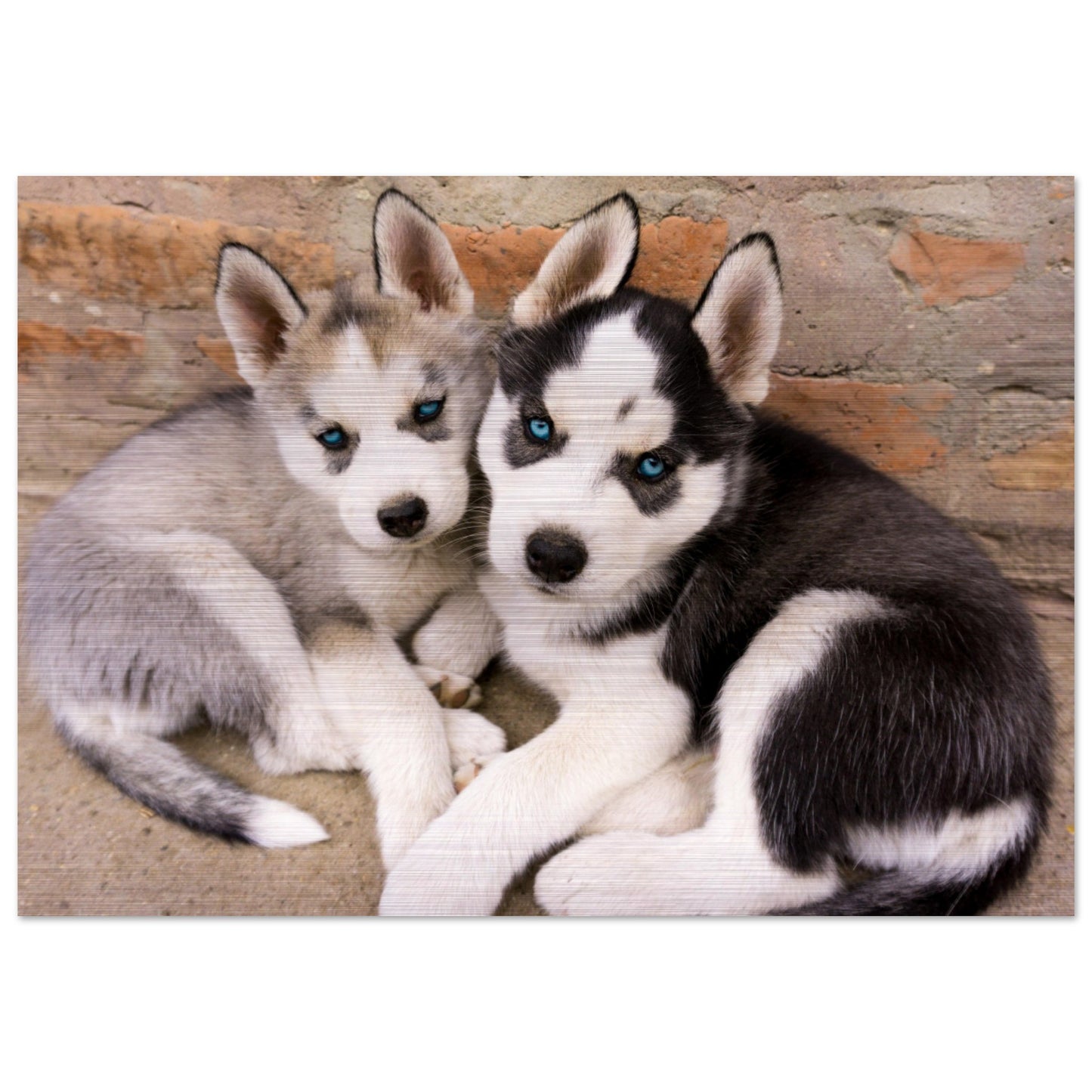 Mga Husky Puppies