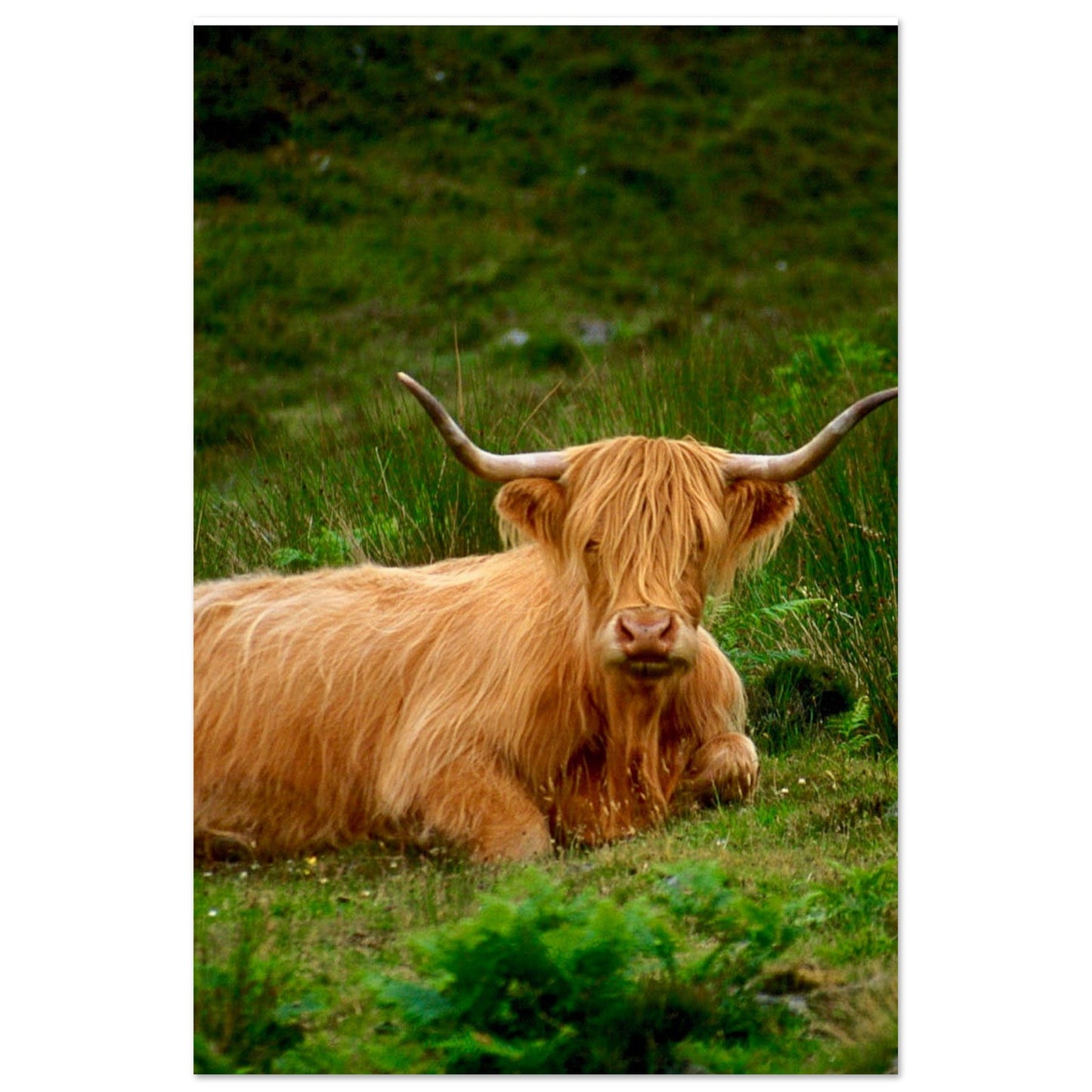 Scotch Highland