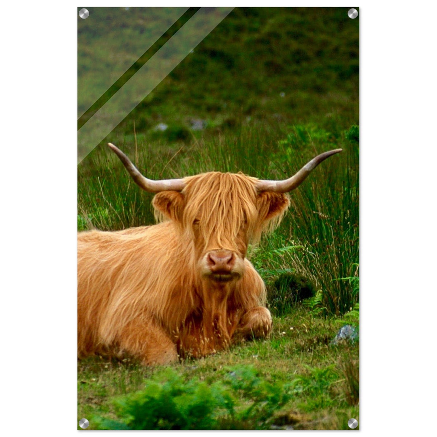 Scotch Highland