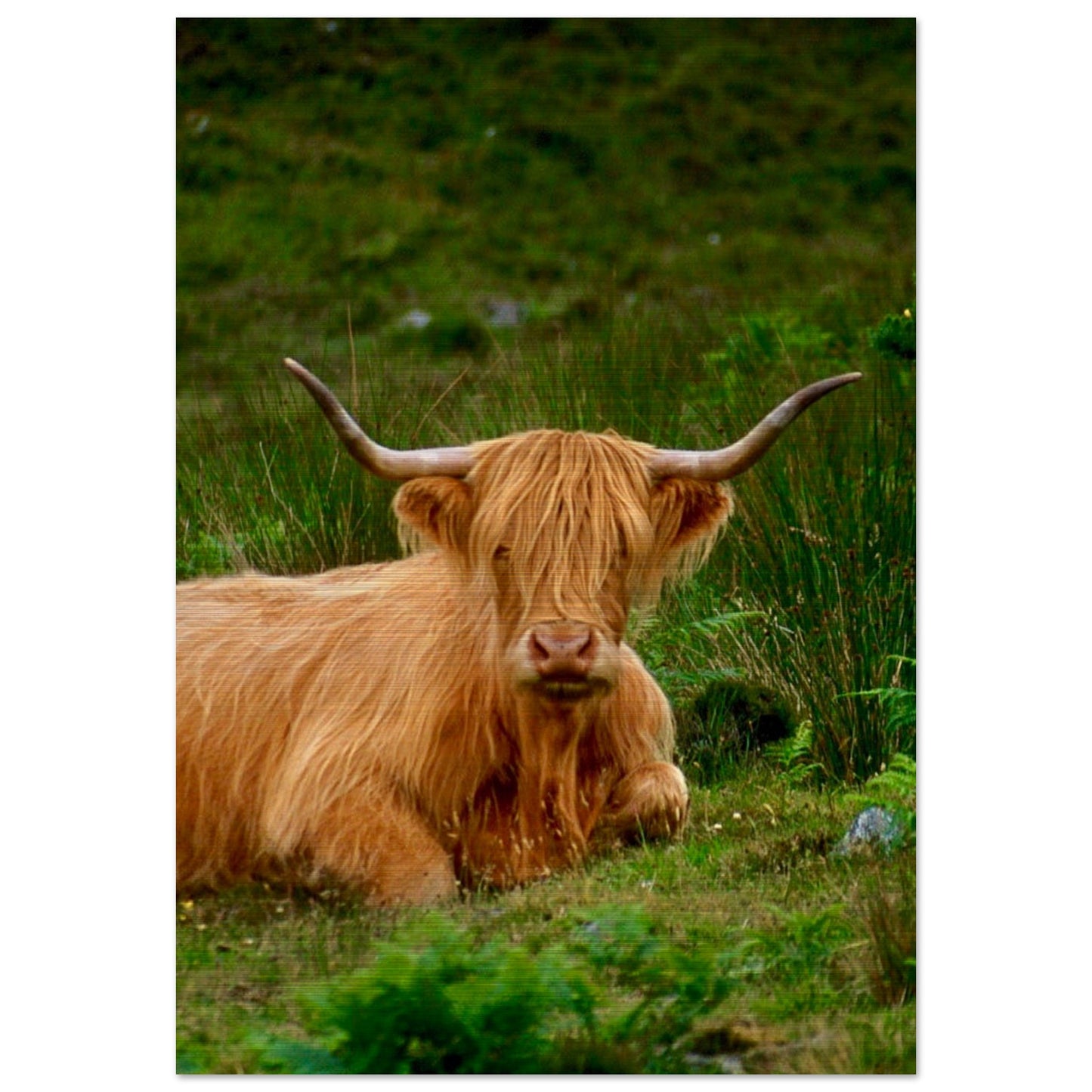 Scotch Highland