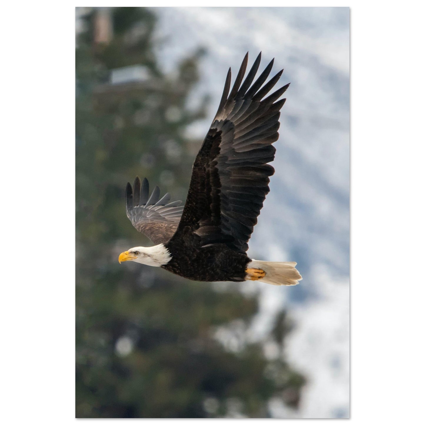 Woodland Flight