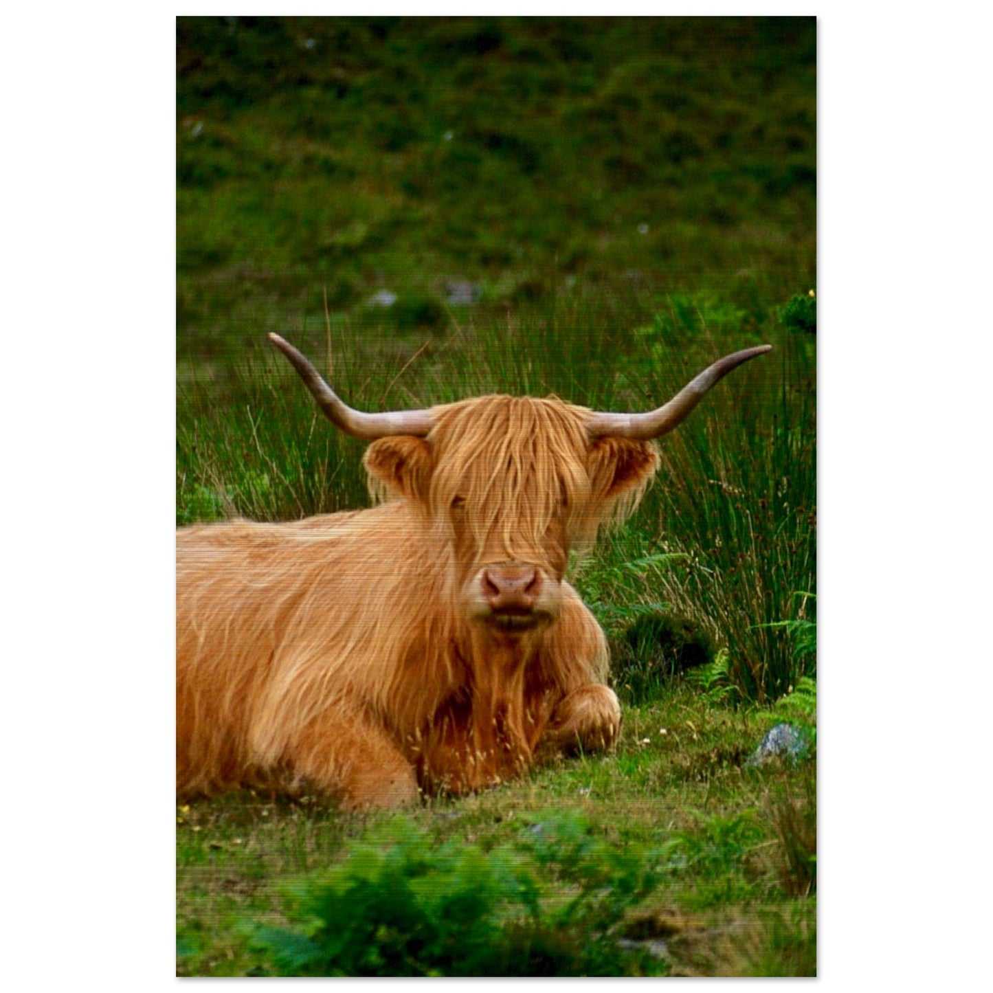 Scotch Highland