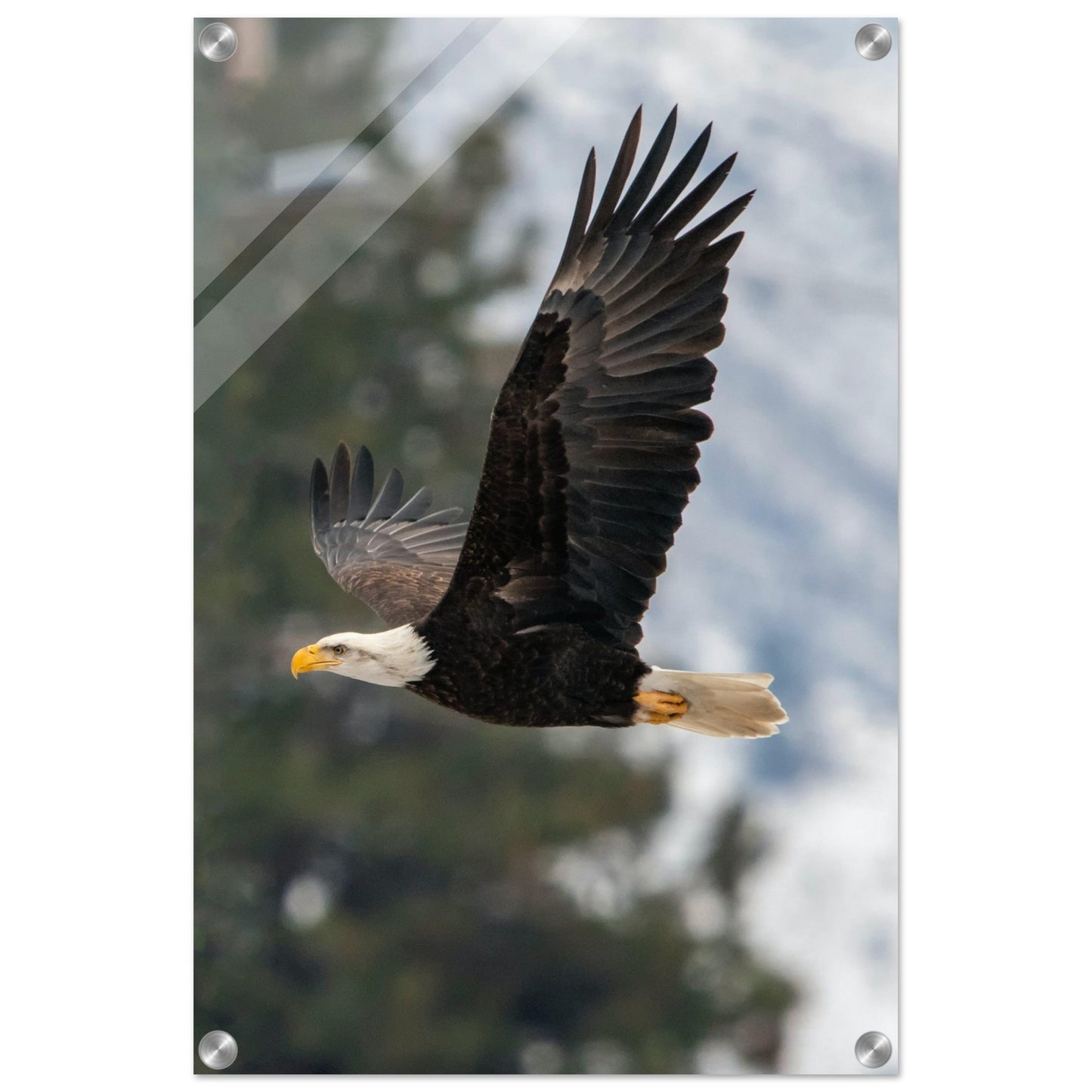 Woodland Flight