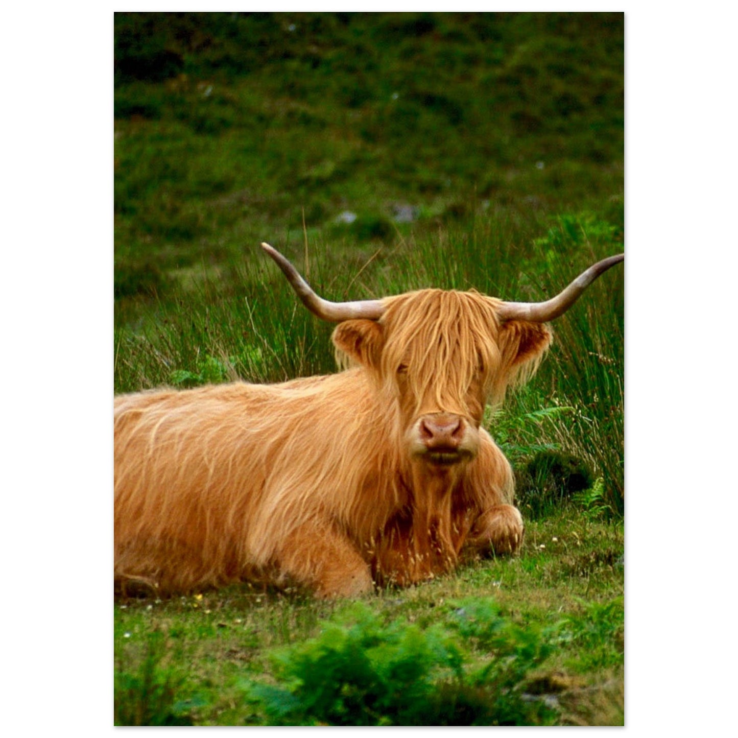 Scotch Highland