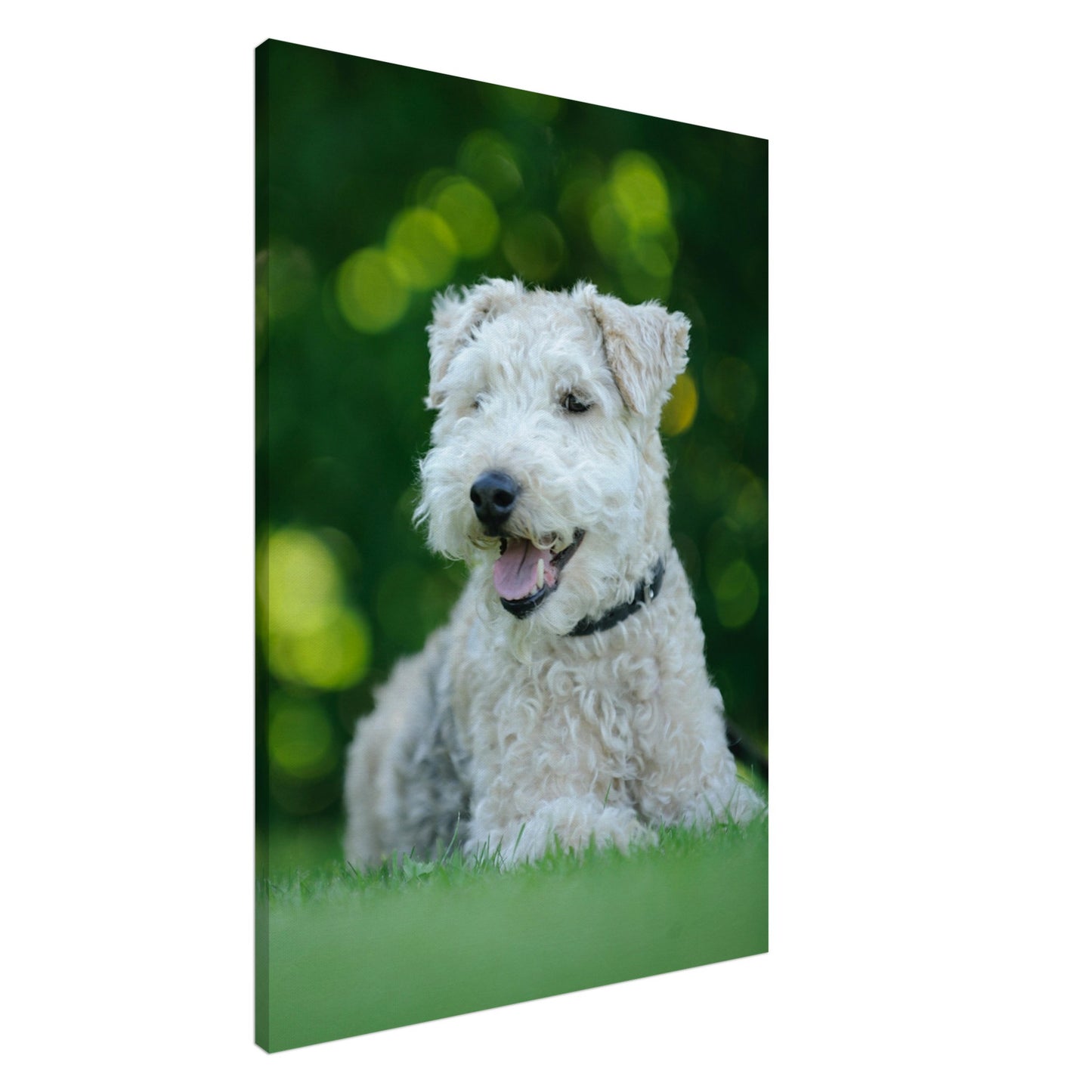 White Terrier