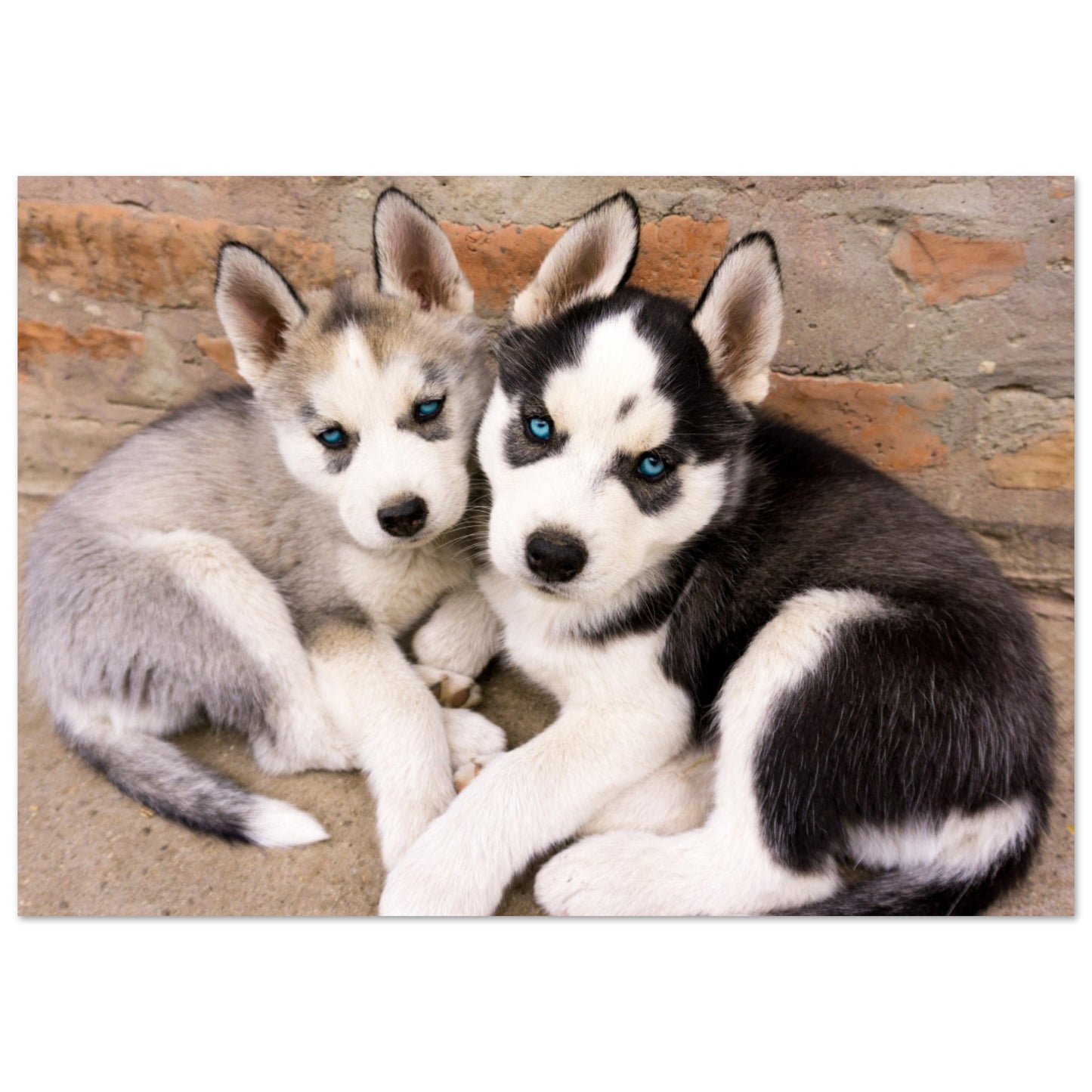 Husky Puppies