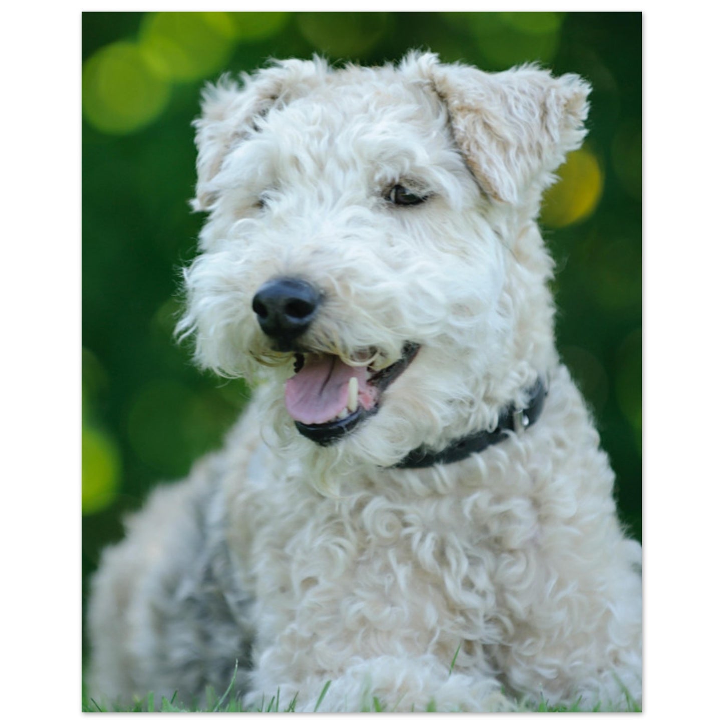 White Terrier