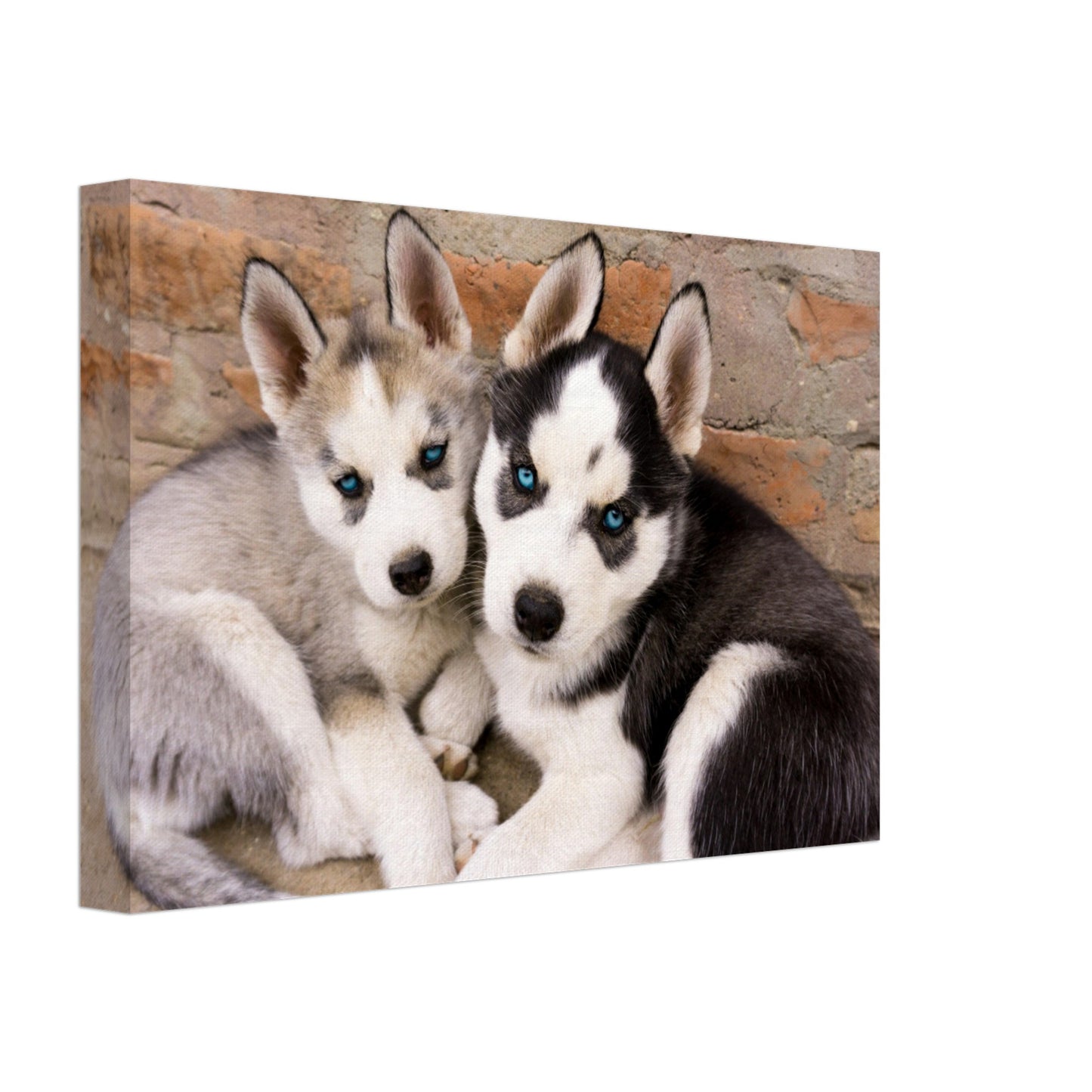 Mga Husky Puppies