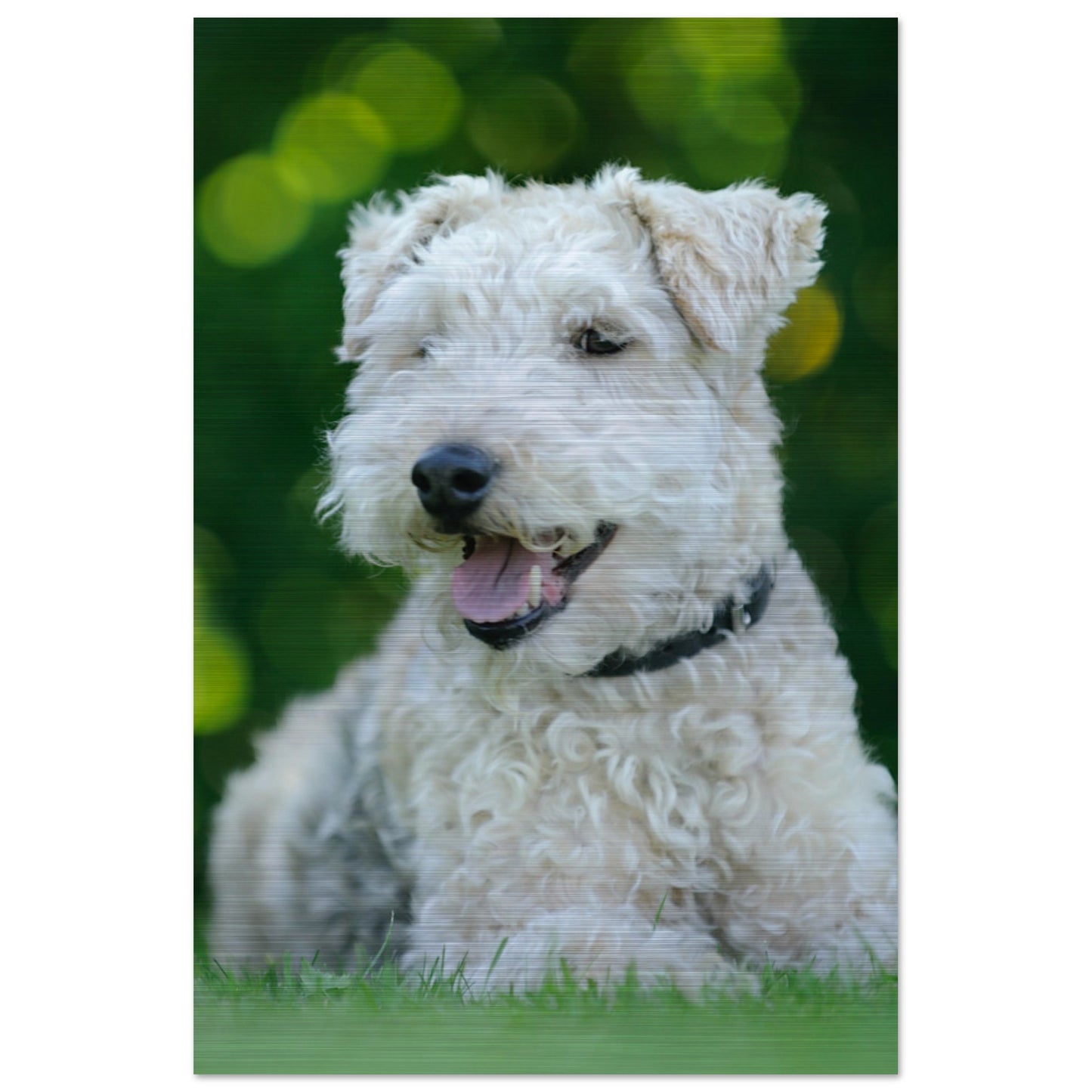 White Terrier