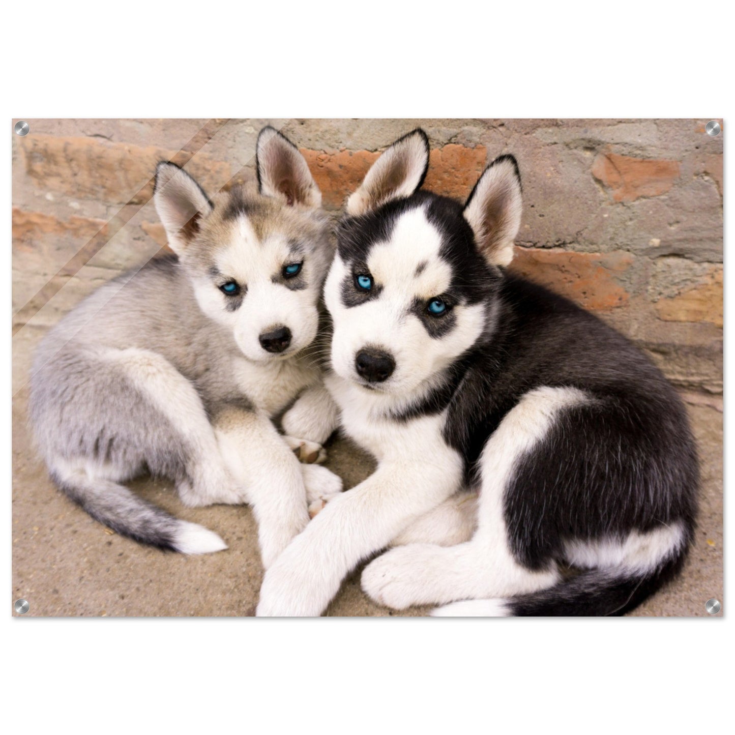 Mga Husky Puppies