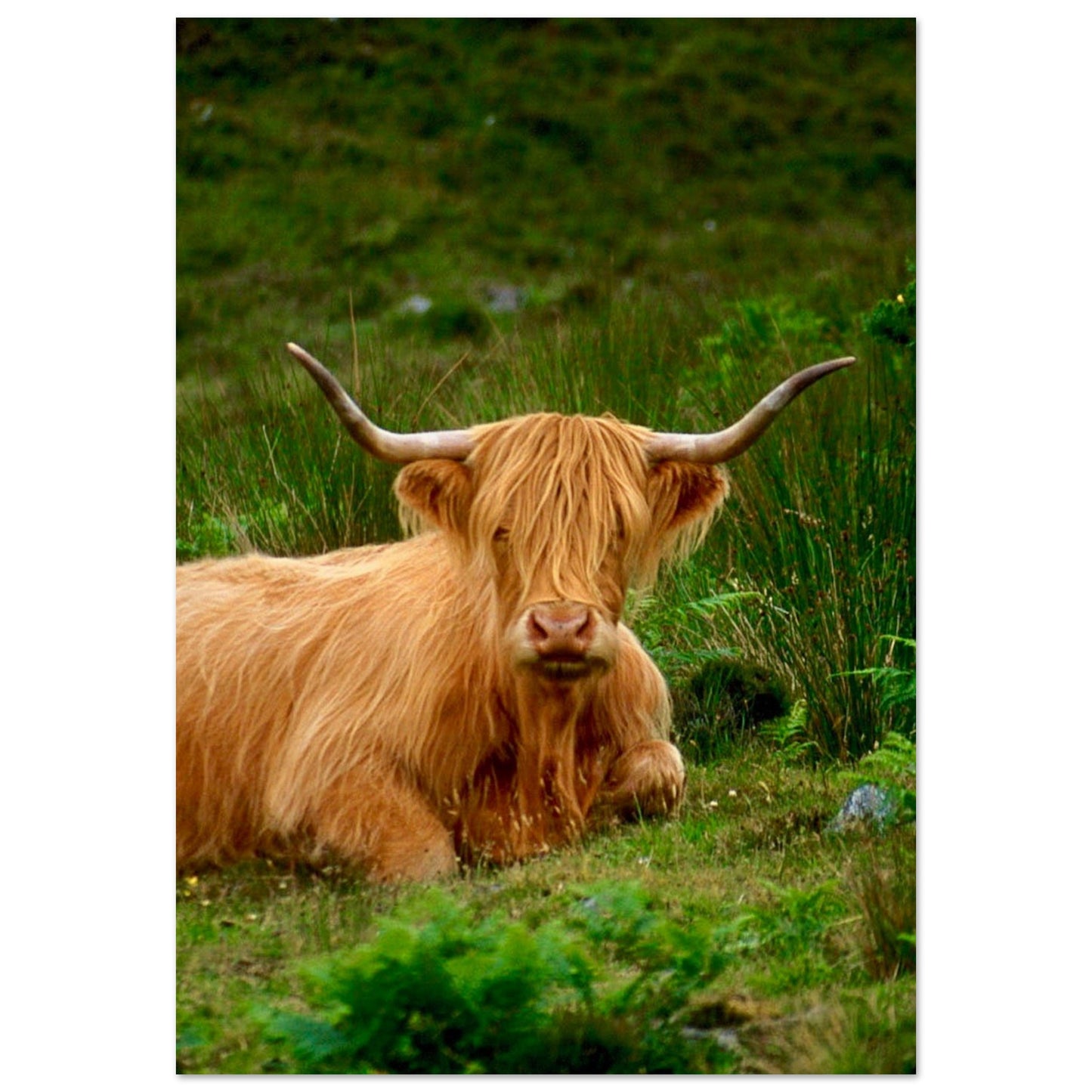 Scotch Highland