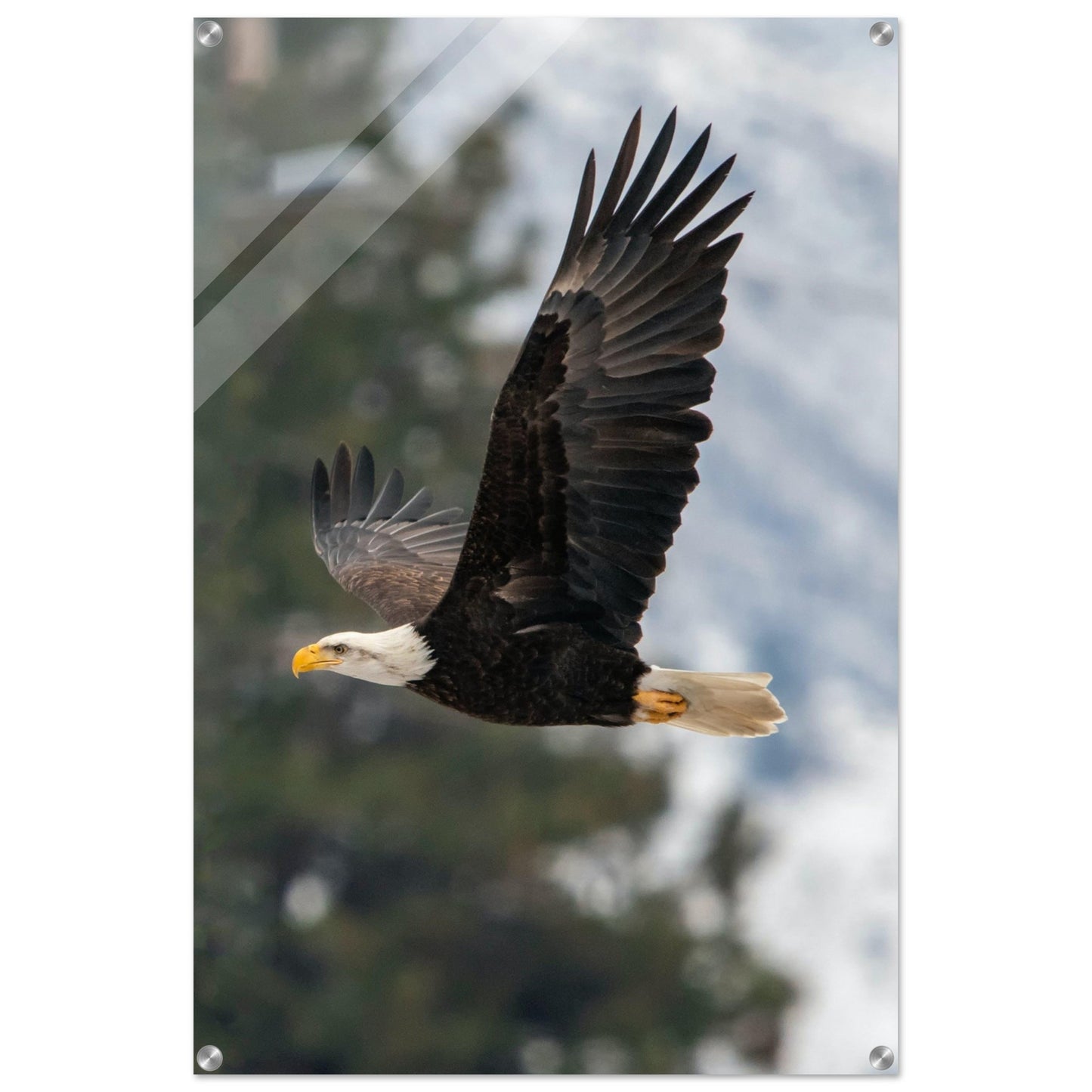 Woodland Flight