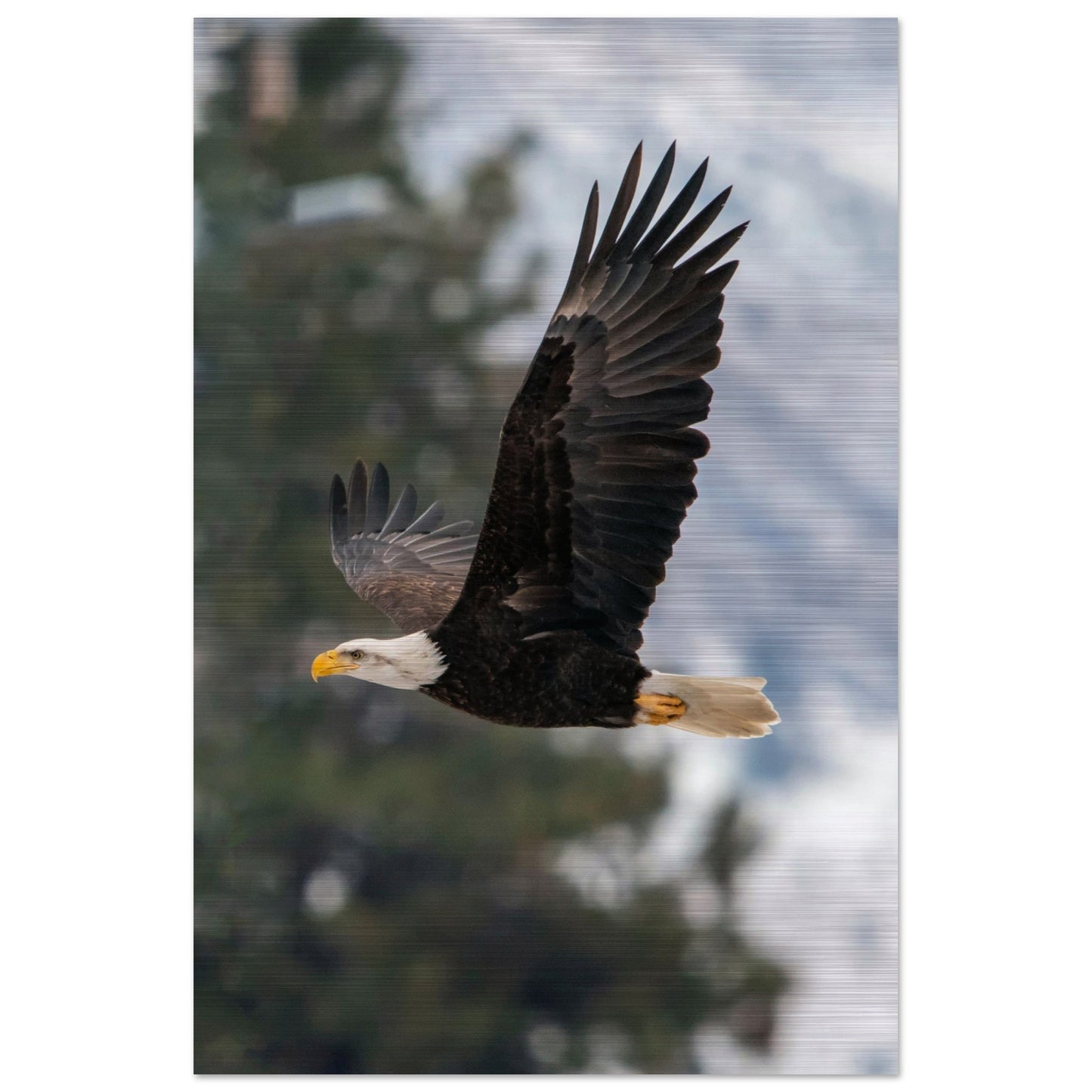 Woodland Flight