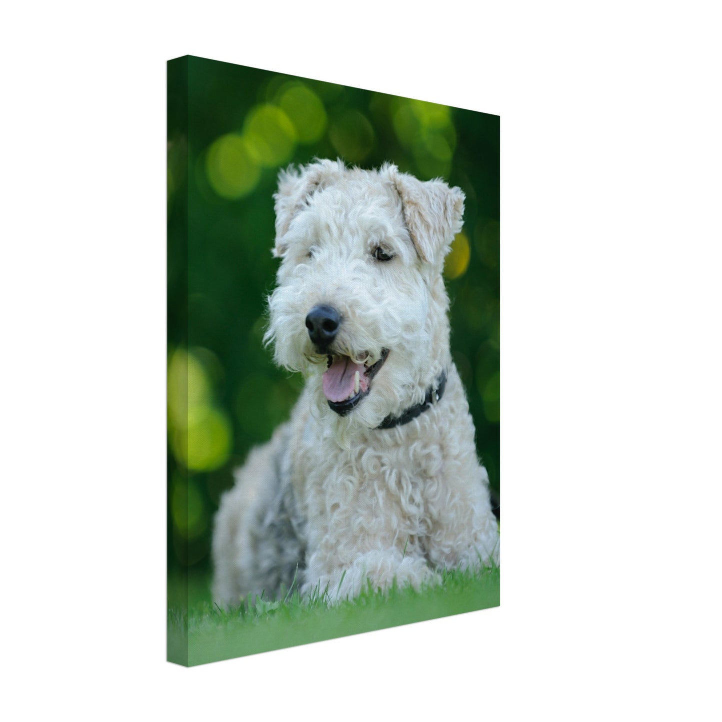 White Terrier