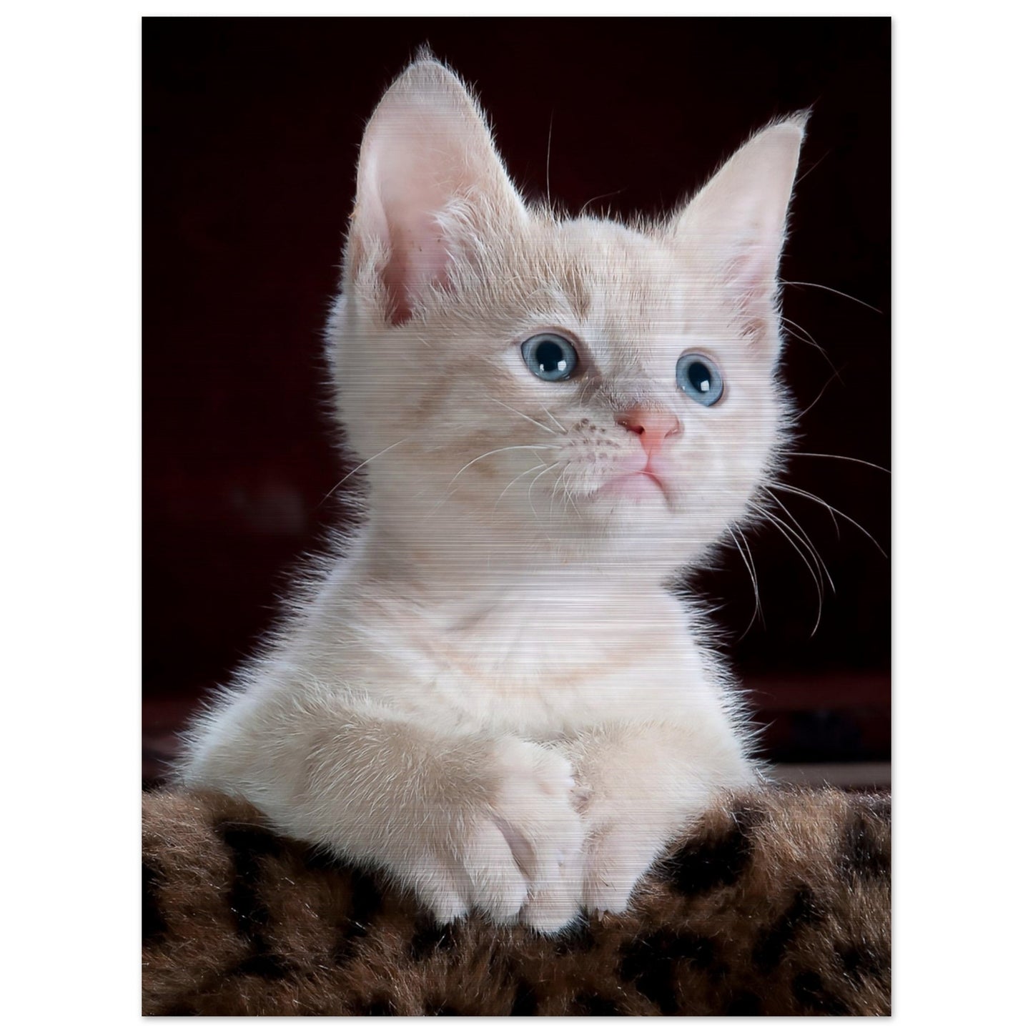 White Kitten