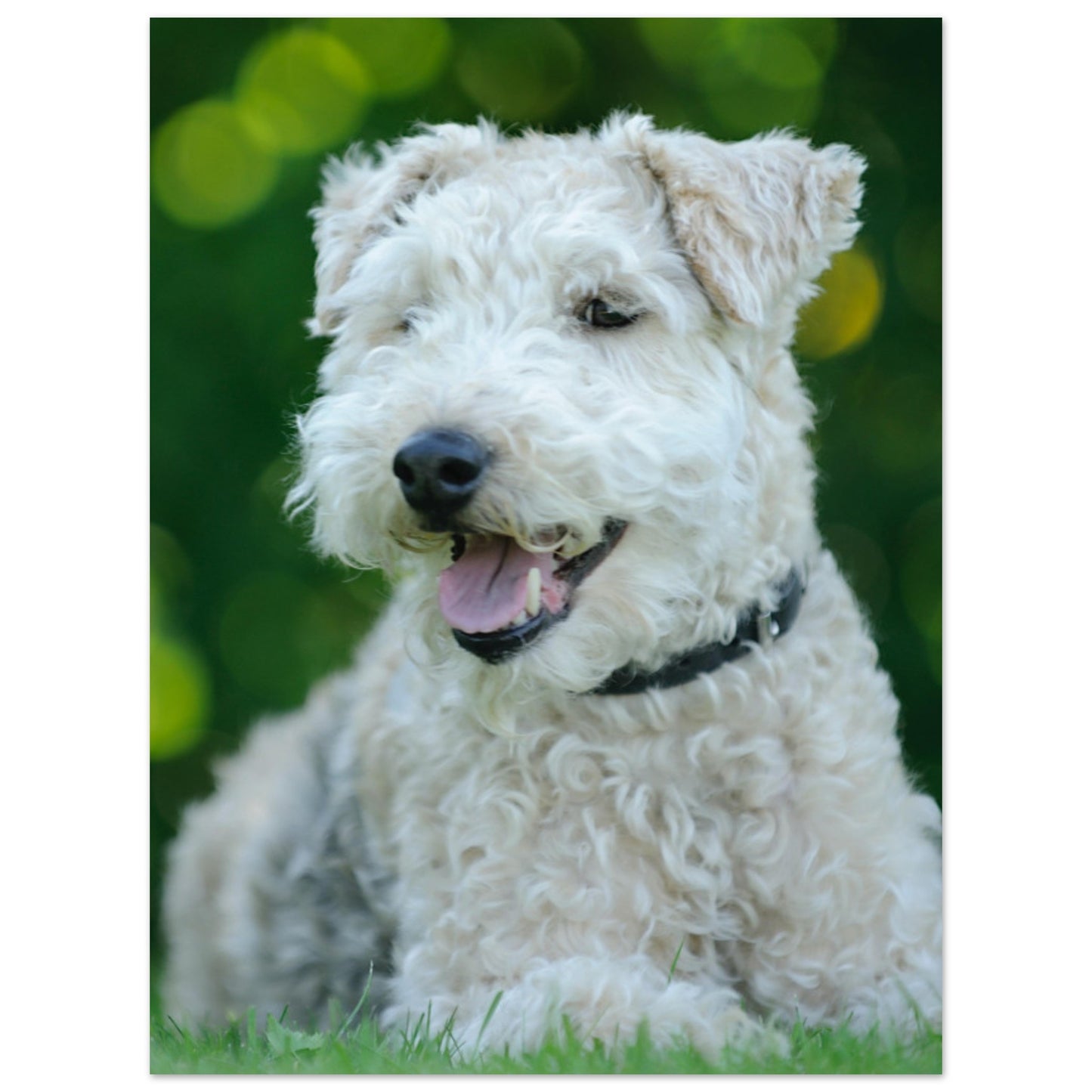 White Terrier