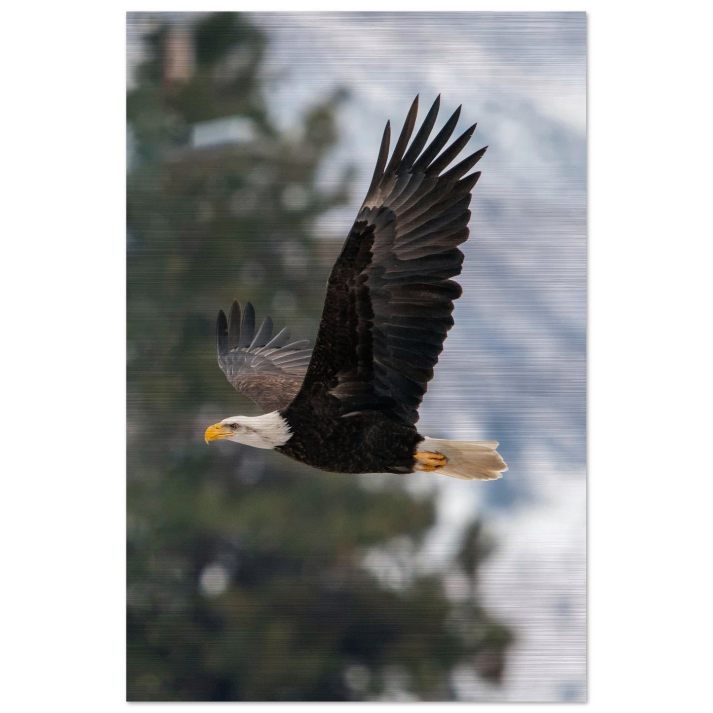 Woodland Flight