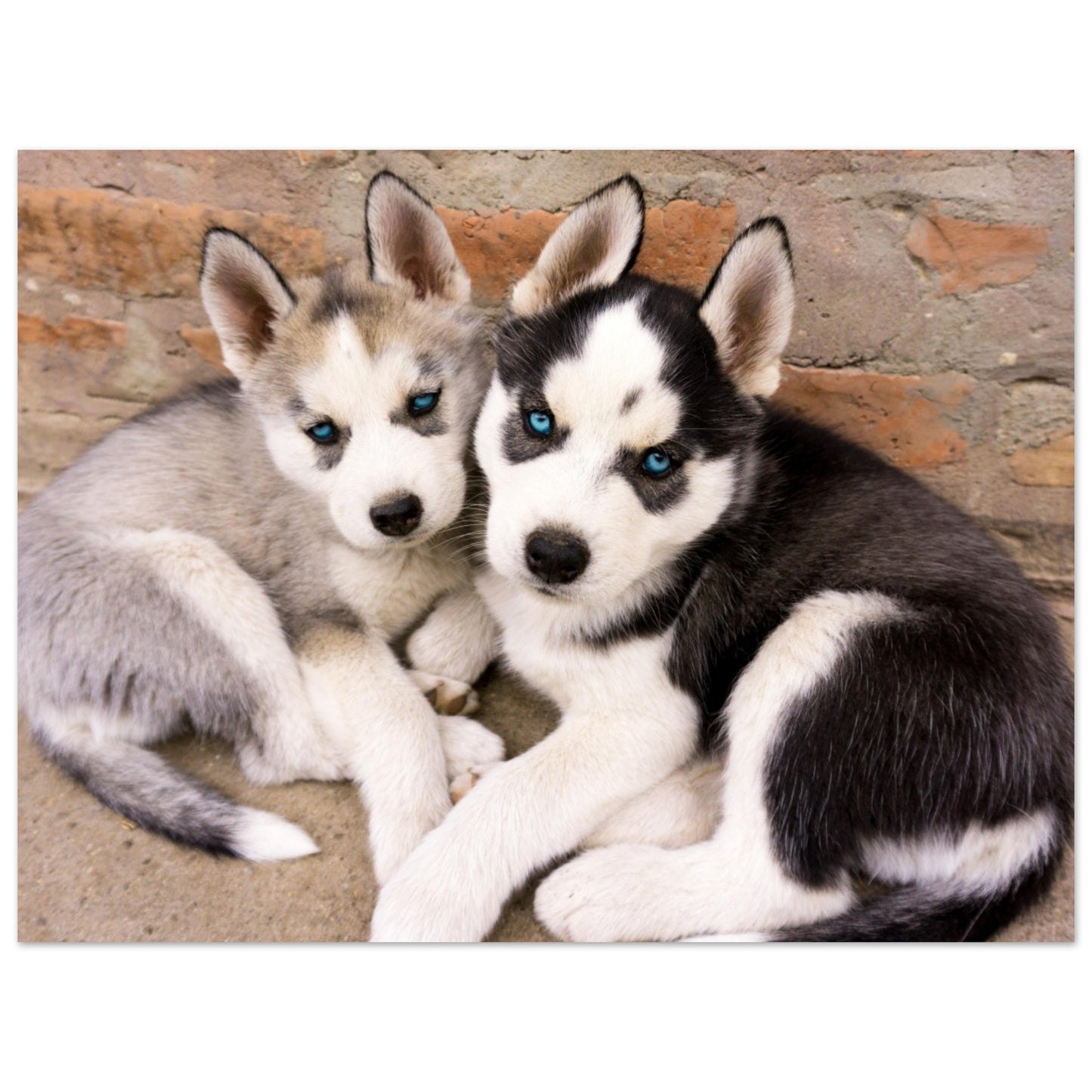 Mga Husky Puppies