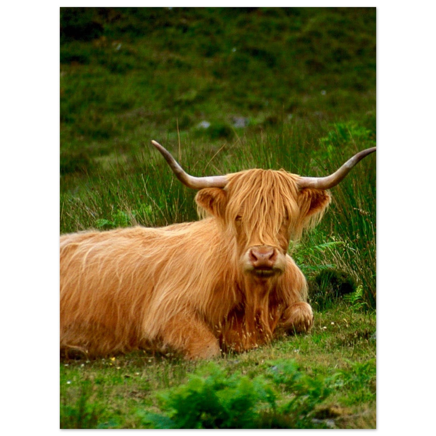 Scotch Highland