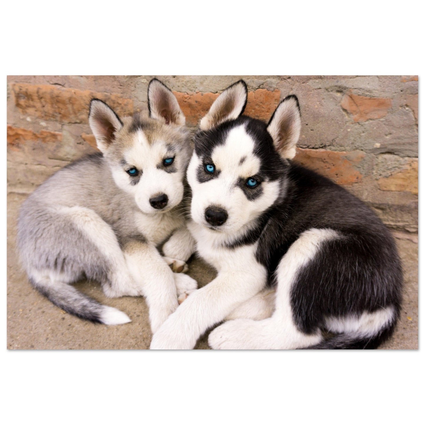 Husky Puppies