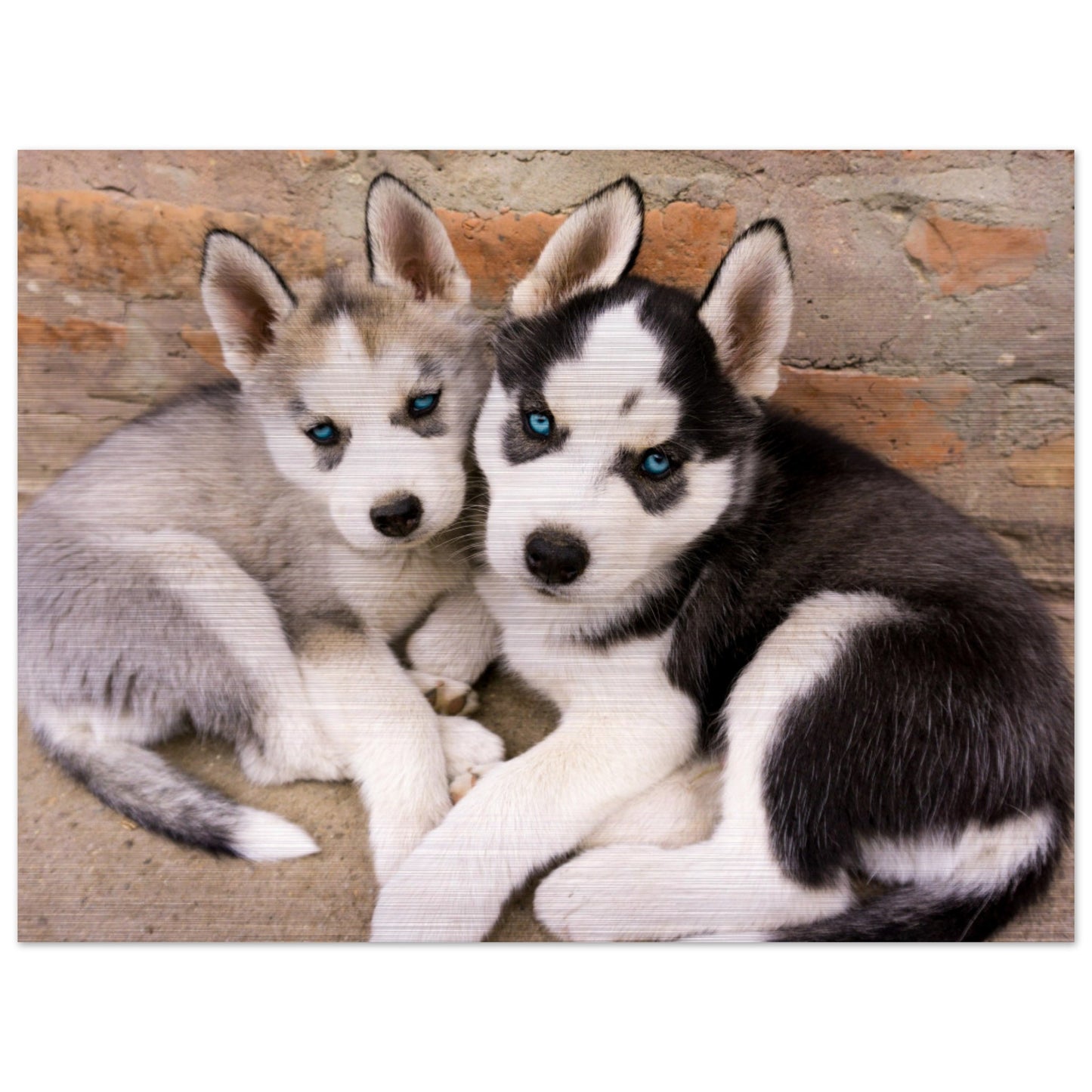 Husky Puppies