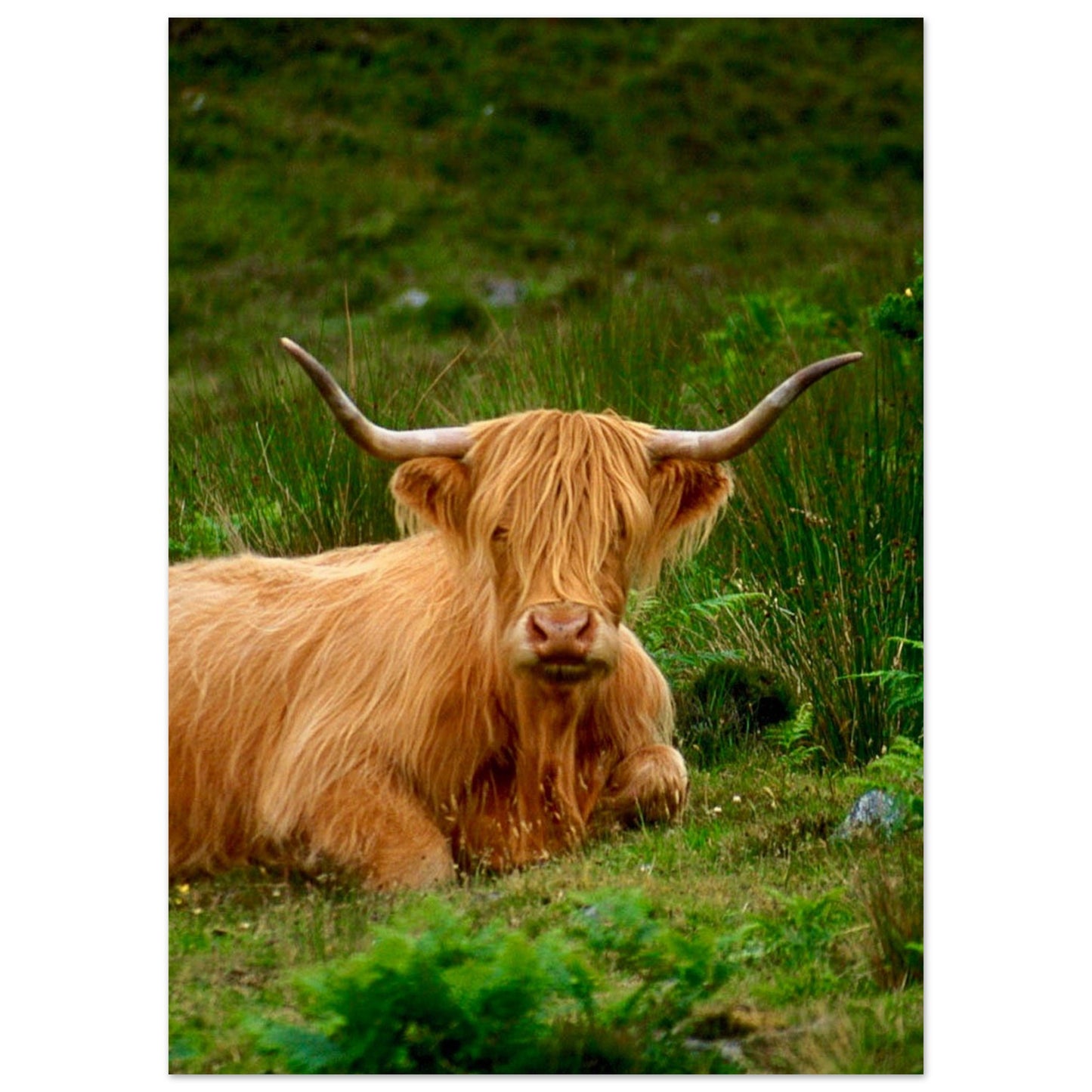 Scotch Highland