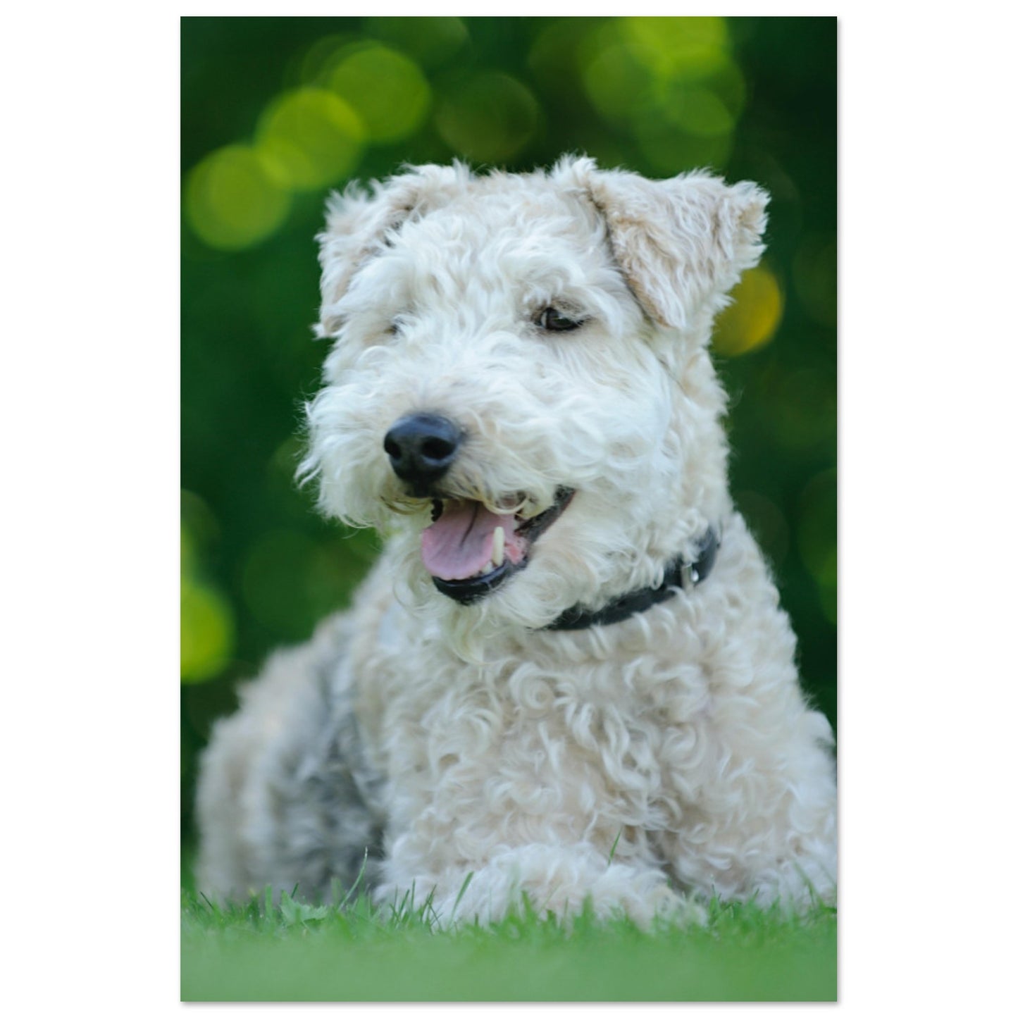 White Terrier