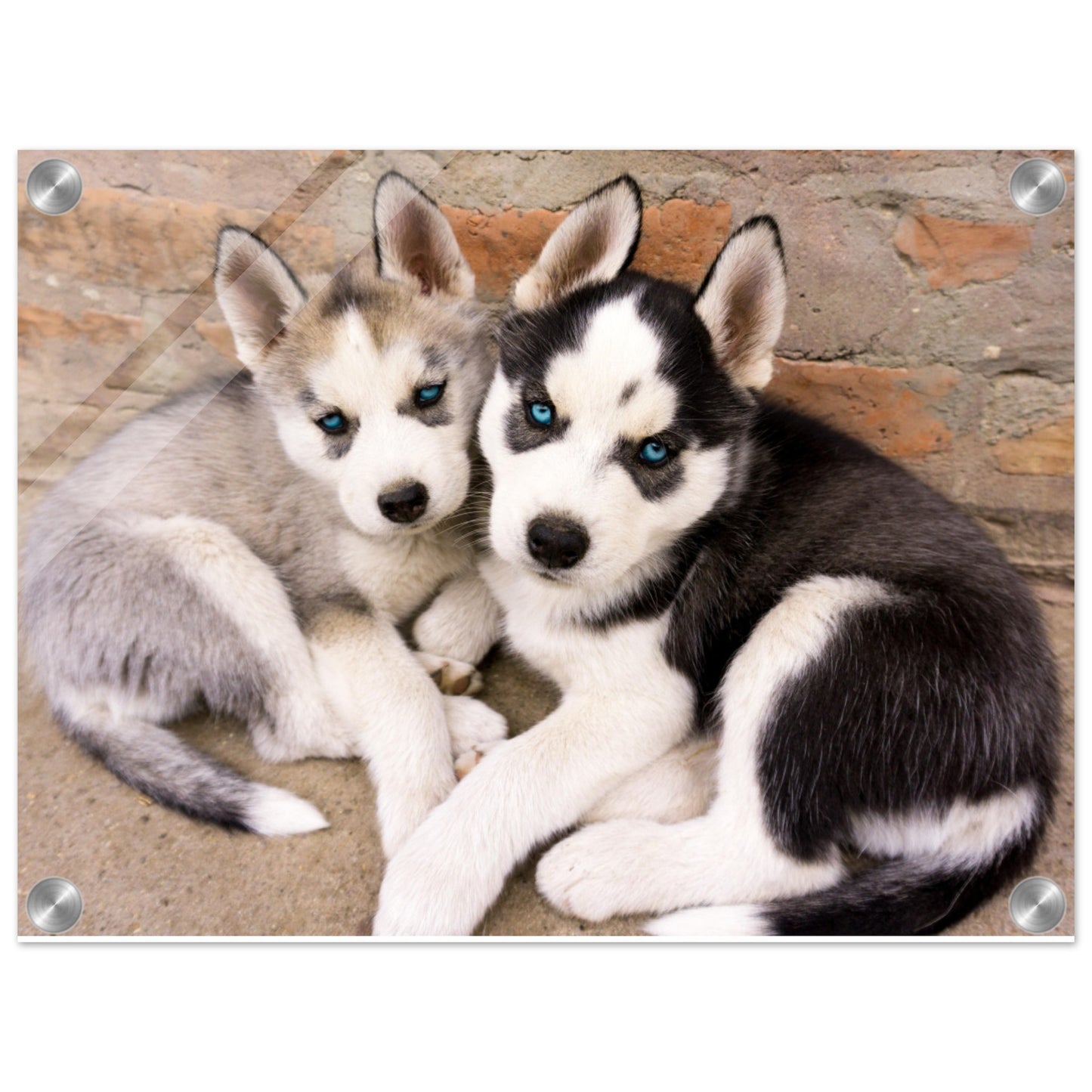 Mga Husky Puppies