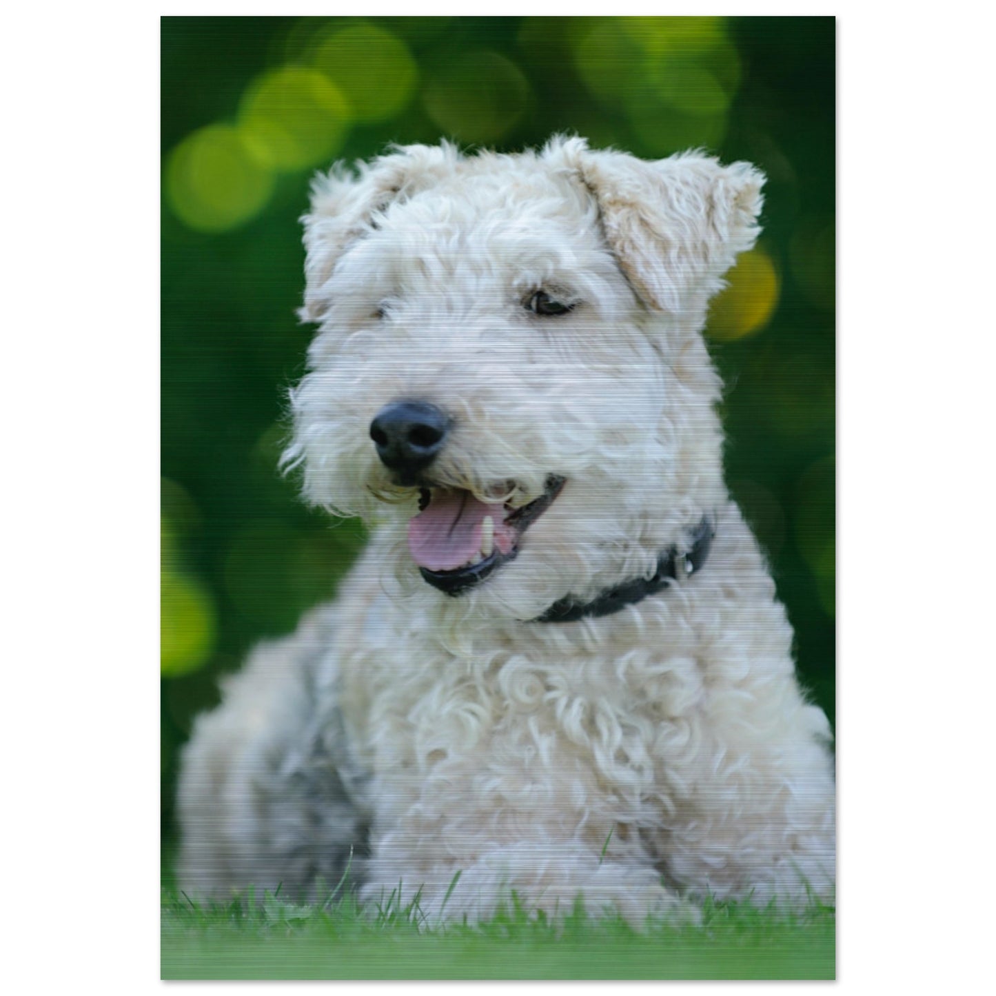 White Terrier