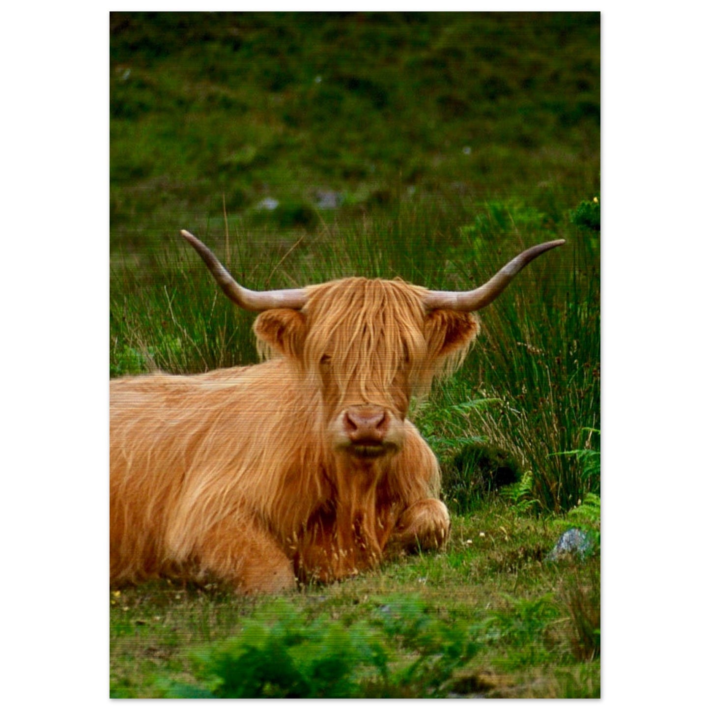 Scotch Highland