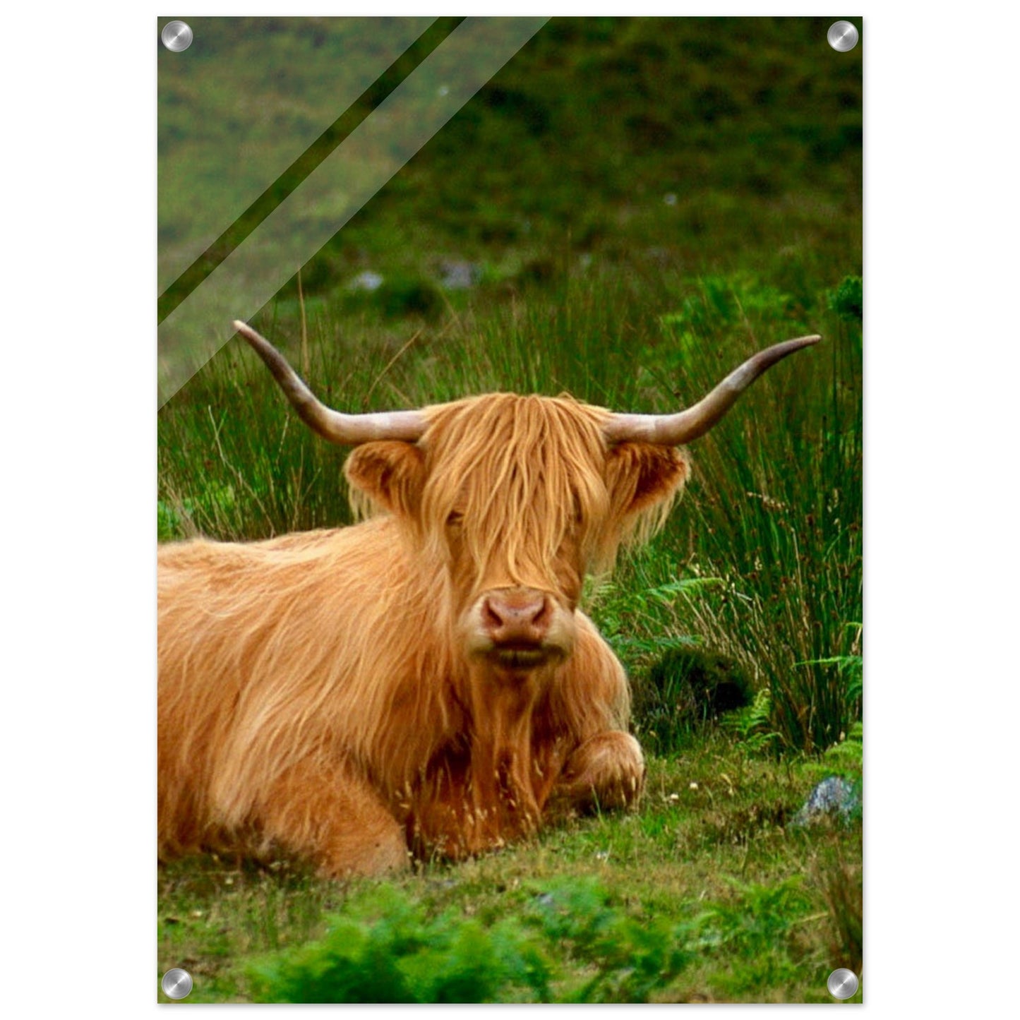 Scotch Highland