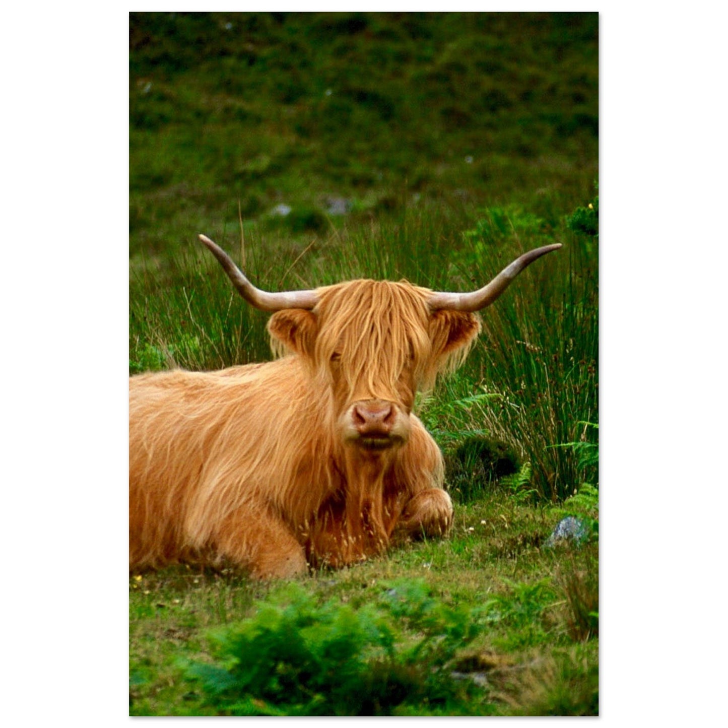 Scotch Highland