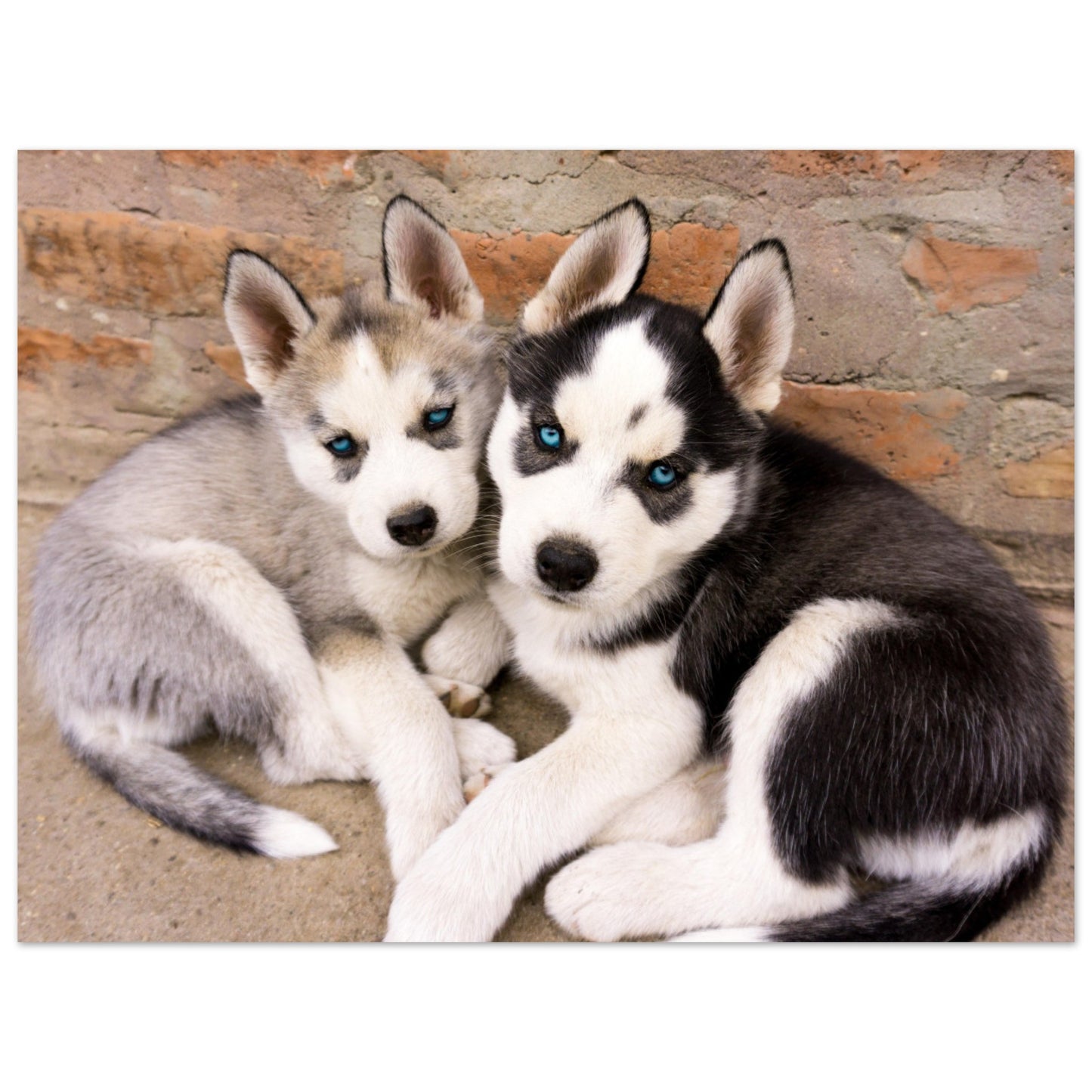 Mga Husky Puppies