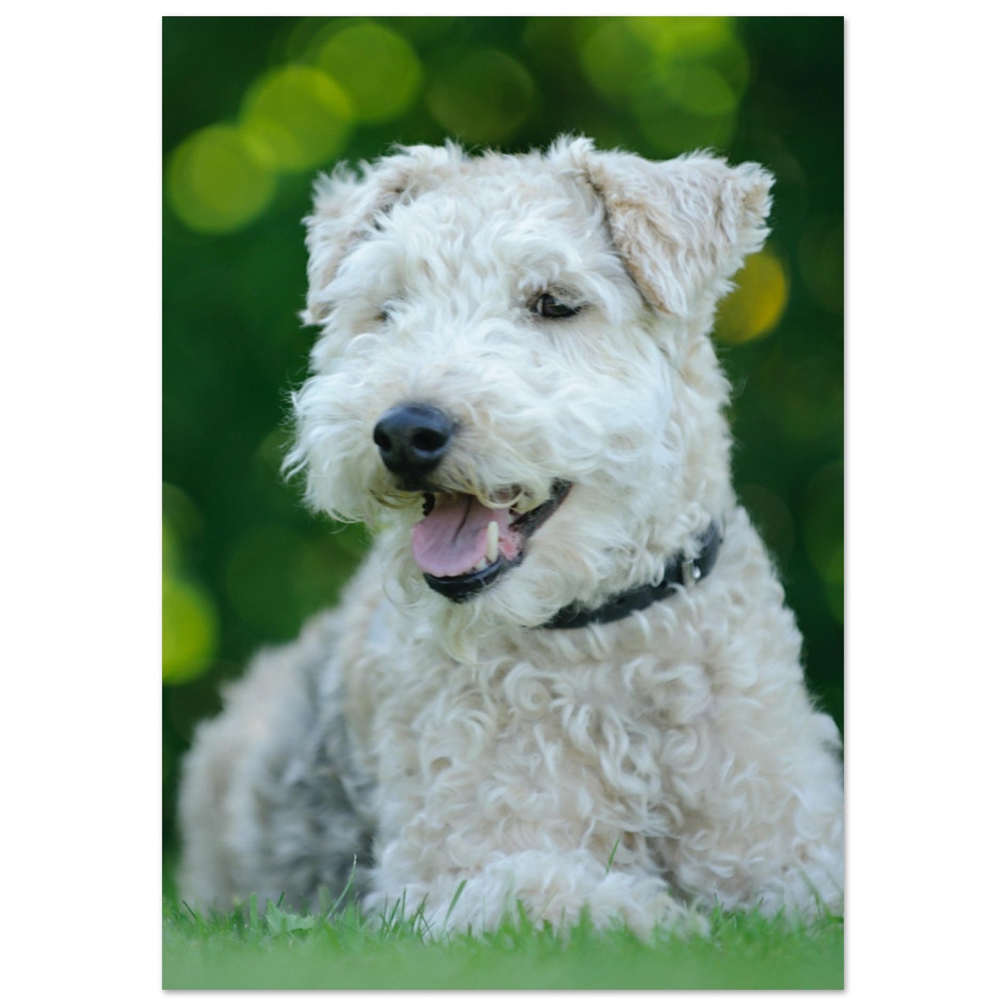 White Terrier