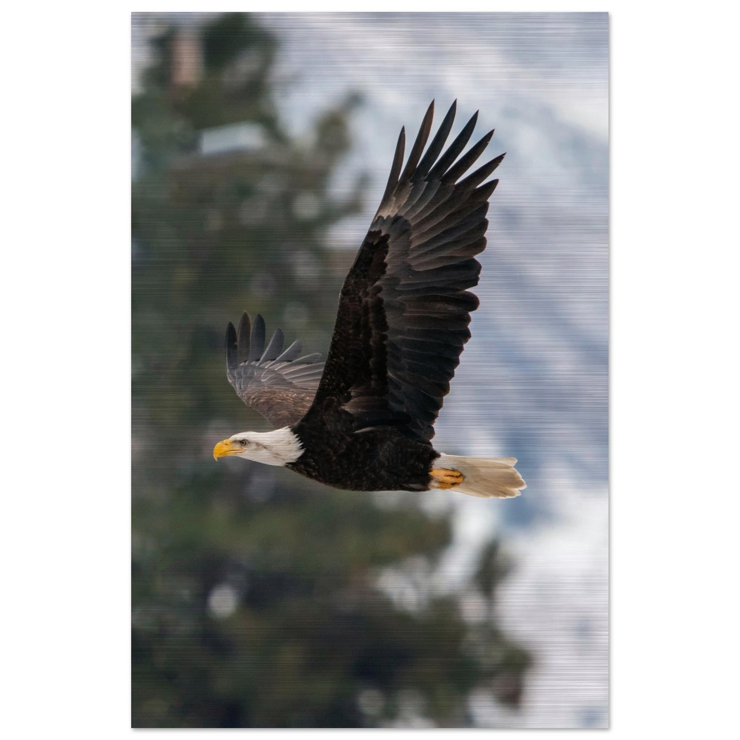 Woodland Flight