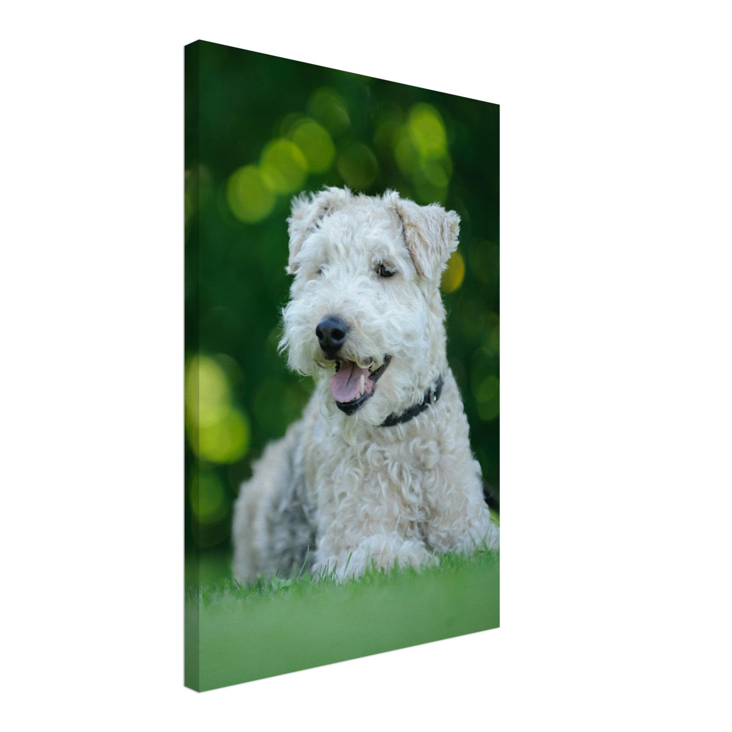 White Terrier