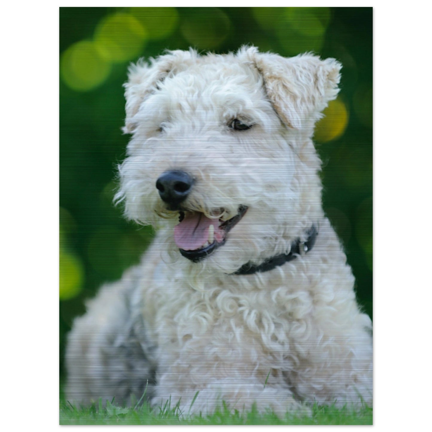 White Terrier