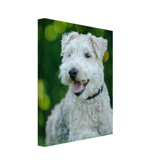 White Terrier