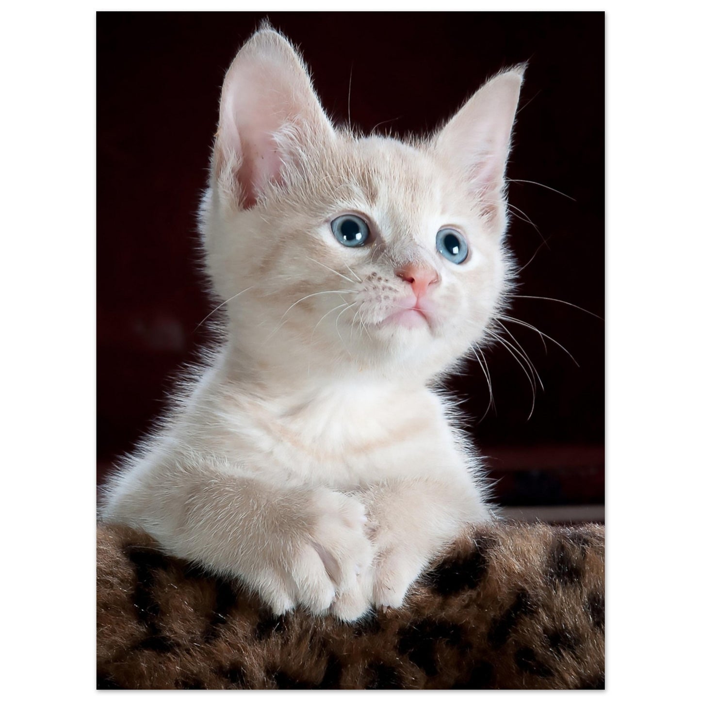 White Kitten